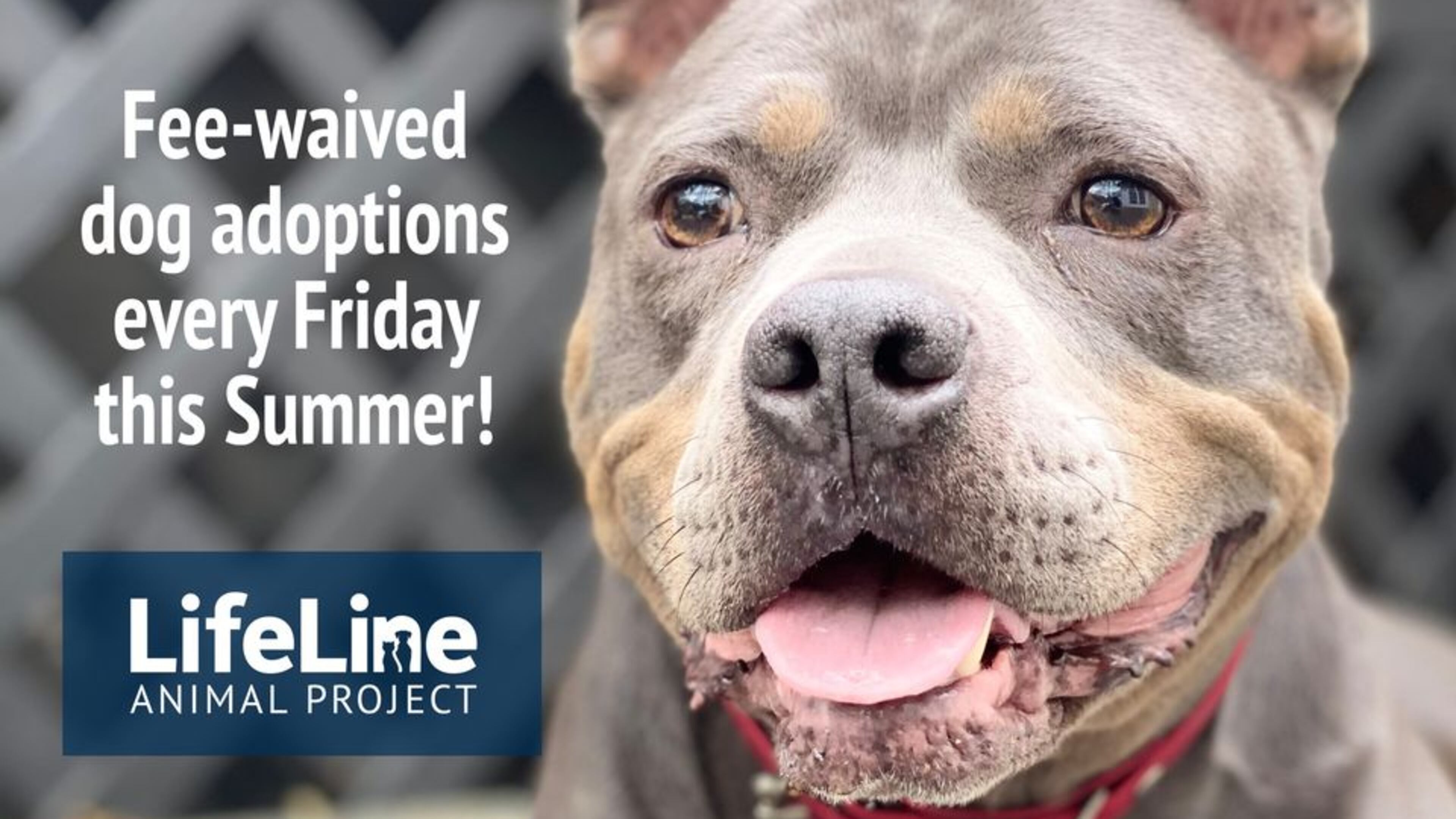 Free Dog Fridays are offered every Friday this summer by LifeLine Animal Project in Fulton and DeKalb counties. (Courtesy of LifeLine Animal Project)
