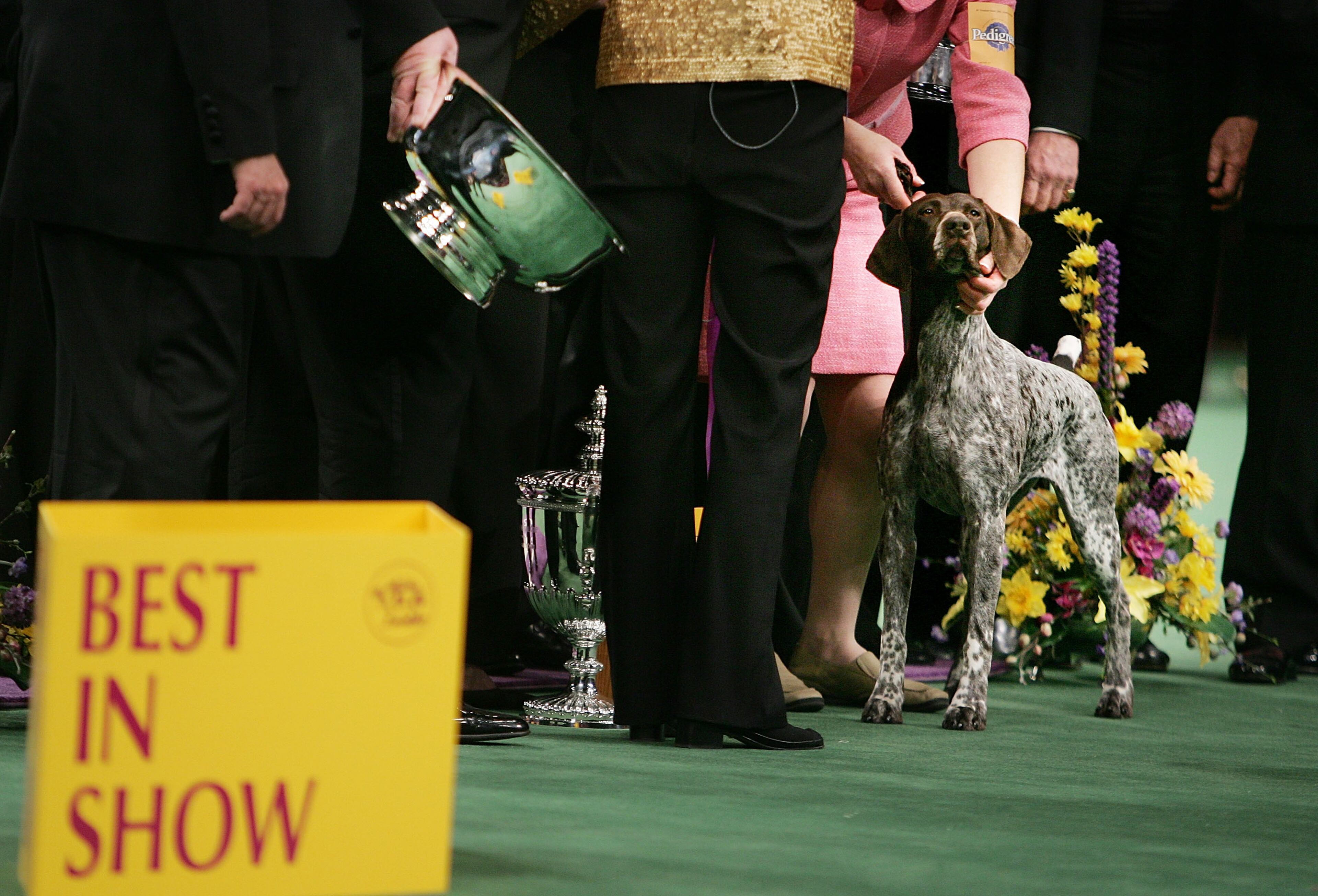 NEW YORK - FEBRUARY 15: Carlee, a German Shorthaired Pointer, is posed for photographers after winning the Westminster Kennel Club Dog Show's Best In Show award at Madison Square Garden February 15, 2005 in New York City. (Photo by Mario Tama/Getty Images)