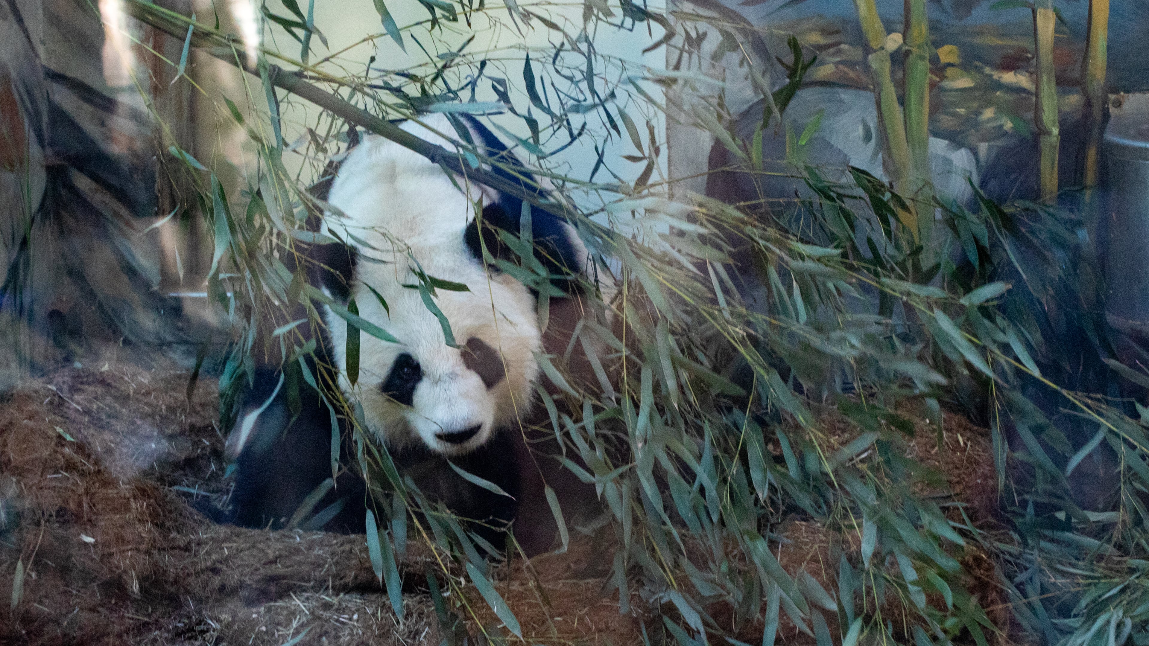 During Zoo Atlanta’s Farewell Visit with the giant pandas, Yang Yang is fed by handlers Saturday, Oct 5, 2024. (Jenni Girtman for the AJC