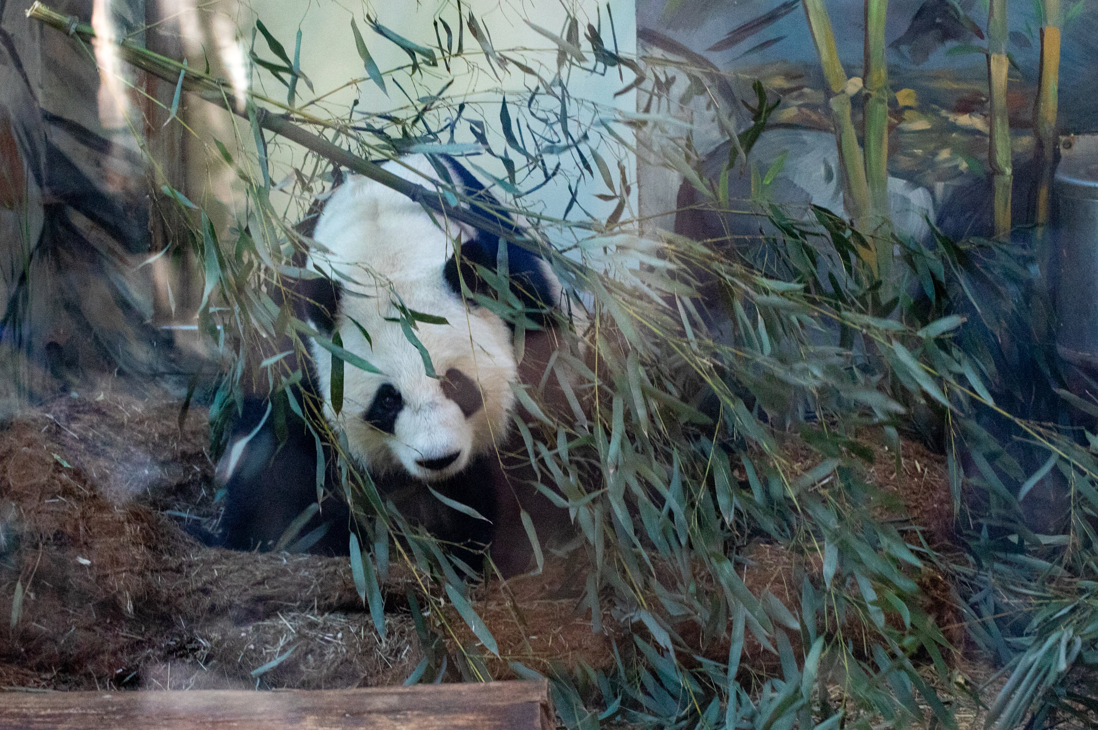 Giant Panda farewell as they go back to China