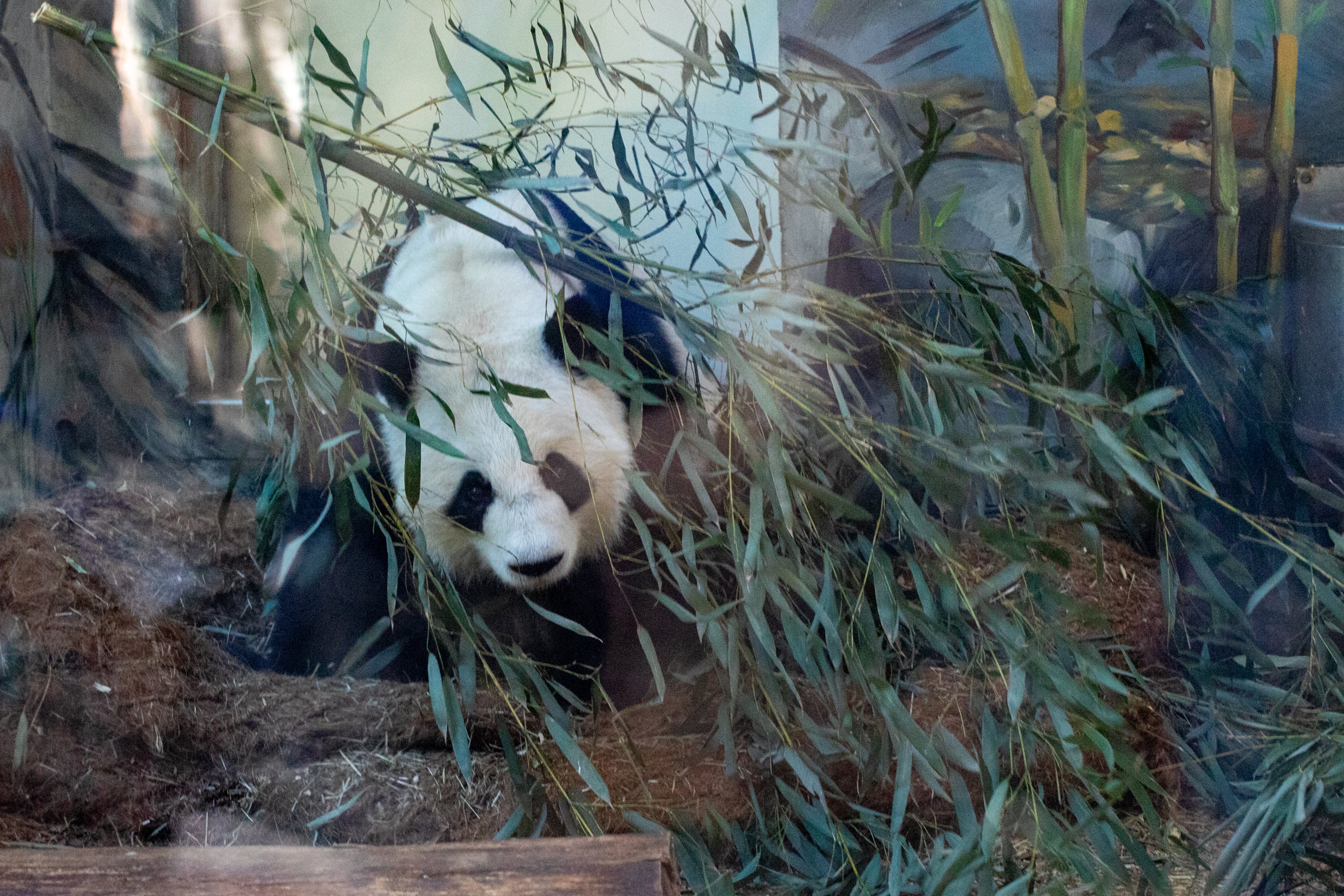 During Zoo Atlanta’s Farewell Visit with the giant pandas, Yang Yang is fed by handlers Saturday, Oct 5, 2024. (Jenni Girtman for the AJC