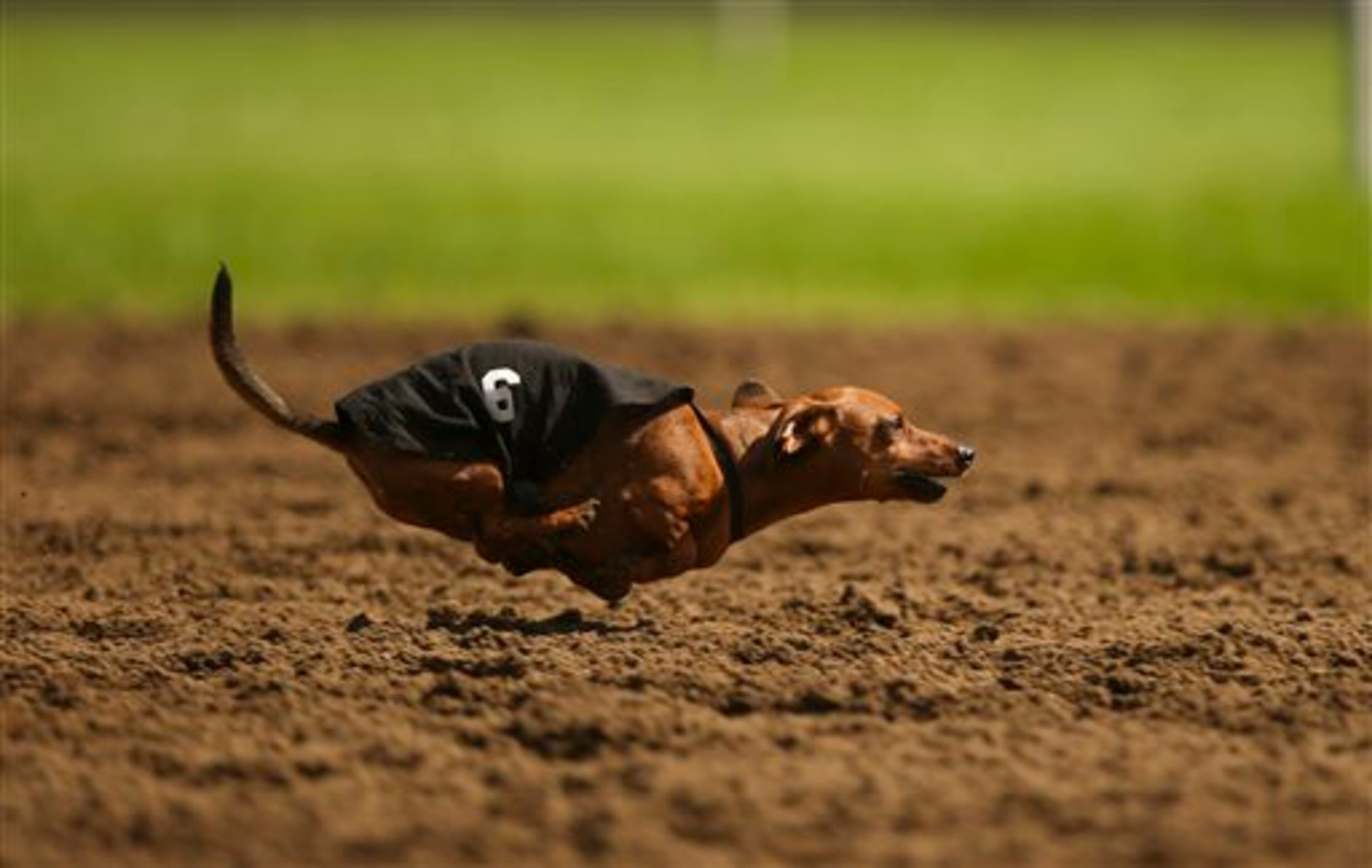 Spunky runs during the third heat of a dog race Monday, Sept. 1, 2014, at Canterbury Park, in Shakopee, Minn. Canterbury Park hosted their annual Labor Day Wiener Dog Wars in which dogs competed in seven races on the horse track for the title of Grand Champion. (AP Photo/The Star Tribune, Jeff Wheeler)
