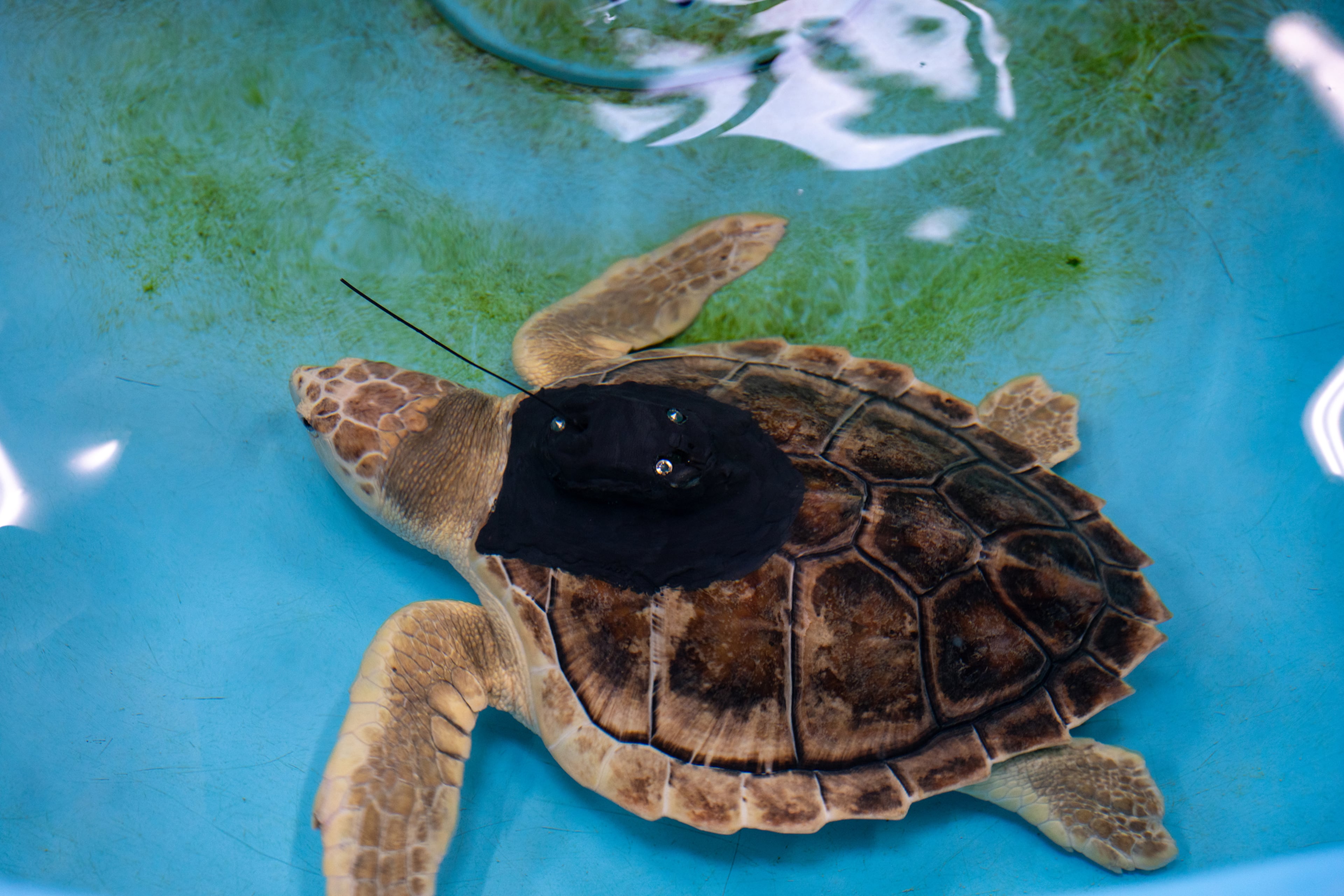 Earl Grey, who became a viral sensation, was nursed back to health at the Georgia Sea Turtle Center on Jekyll Island before being released back to the sea Thursday. (Courtesy of Georgia Sea Turtle Center)