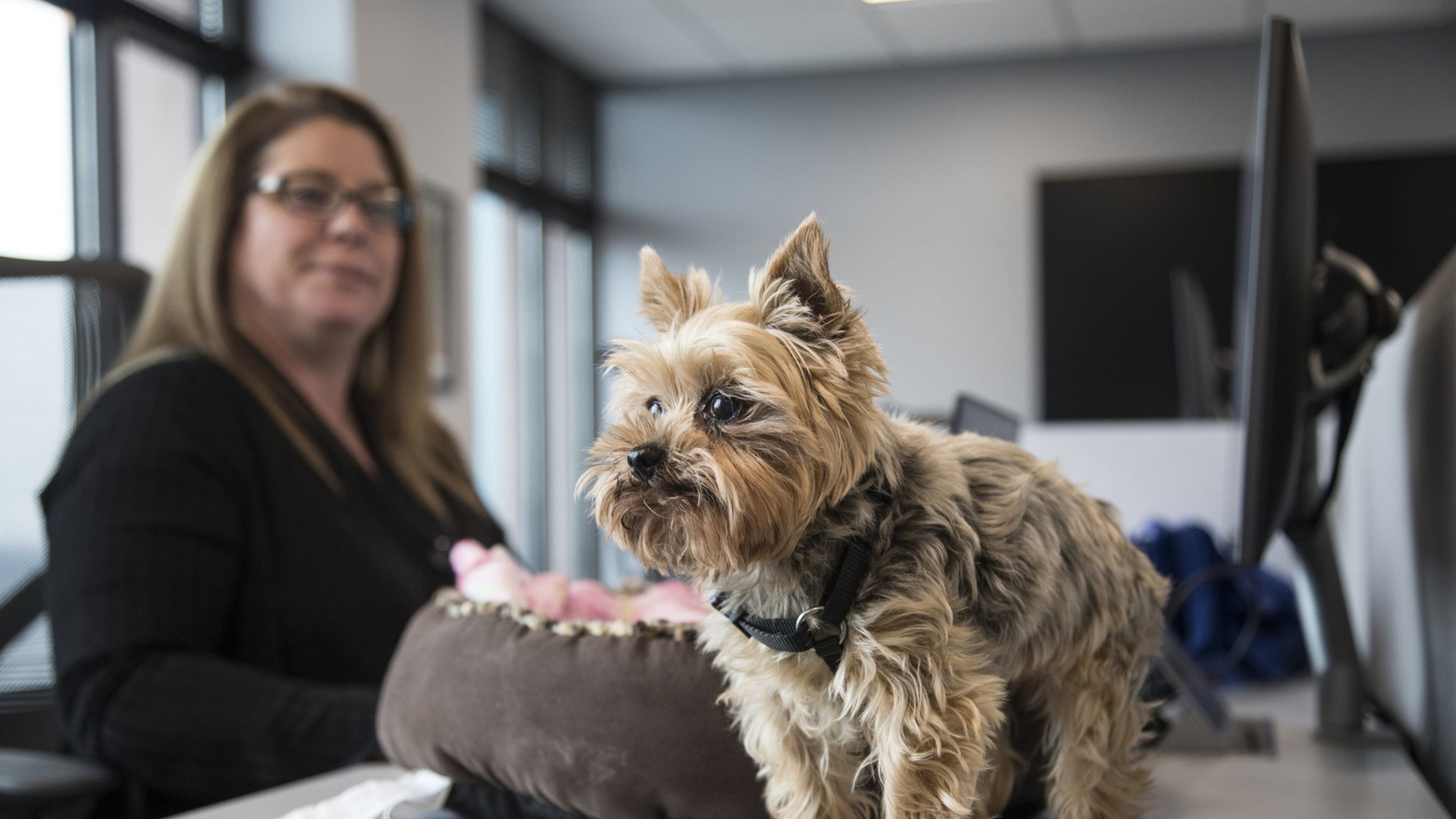 Natasha, an 11-year-old Yorkshire terrier, walks to the edge of the desk as her owner Jeannie Floer, an occupancy planner for Ford Land, turns around to check on her during work at Ford Land at Fairlane Plaza South in Dearborn, Friday, Nov. 30, 2018. (Junfu Han/Detroit Free Press/TNS)