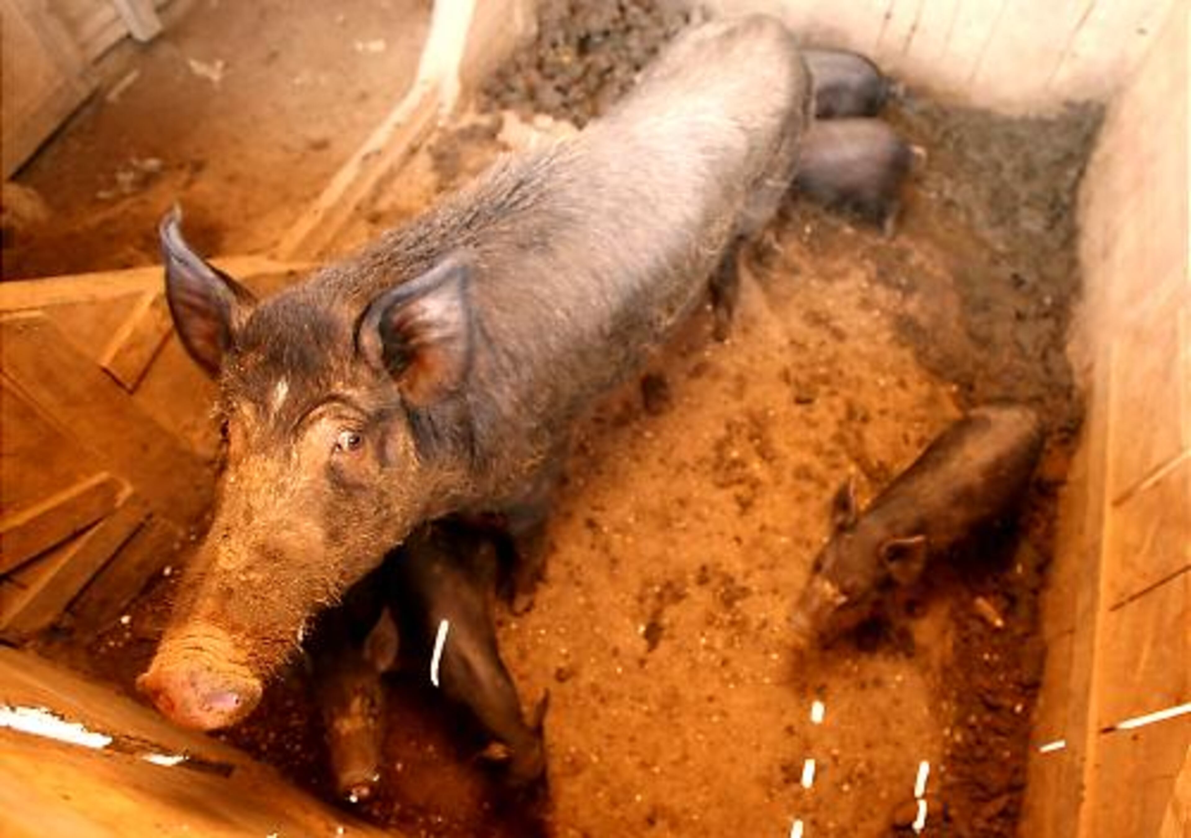 Also on the farm: 9 wild boars, over 100 Thai chickens and a vegetable garden