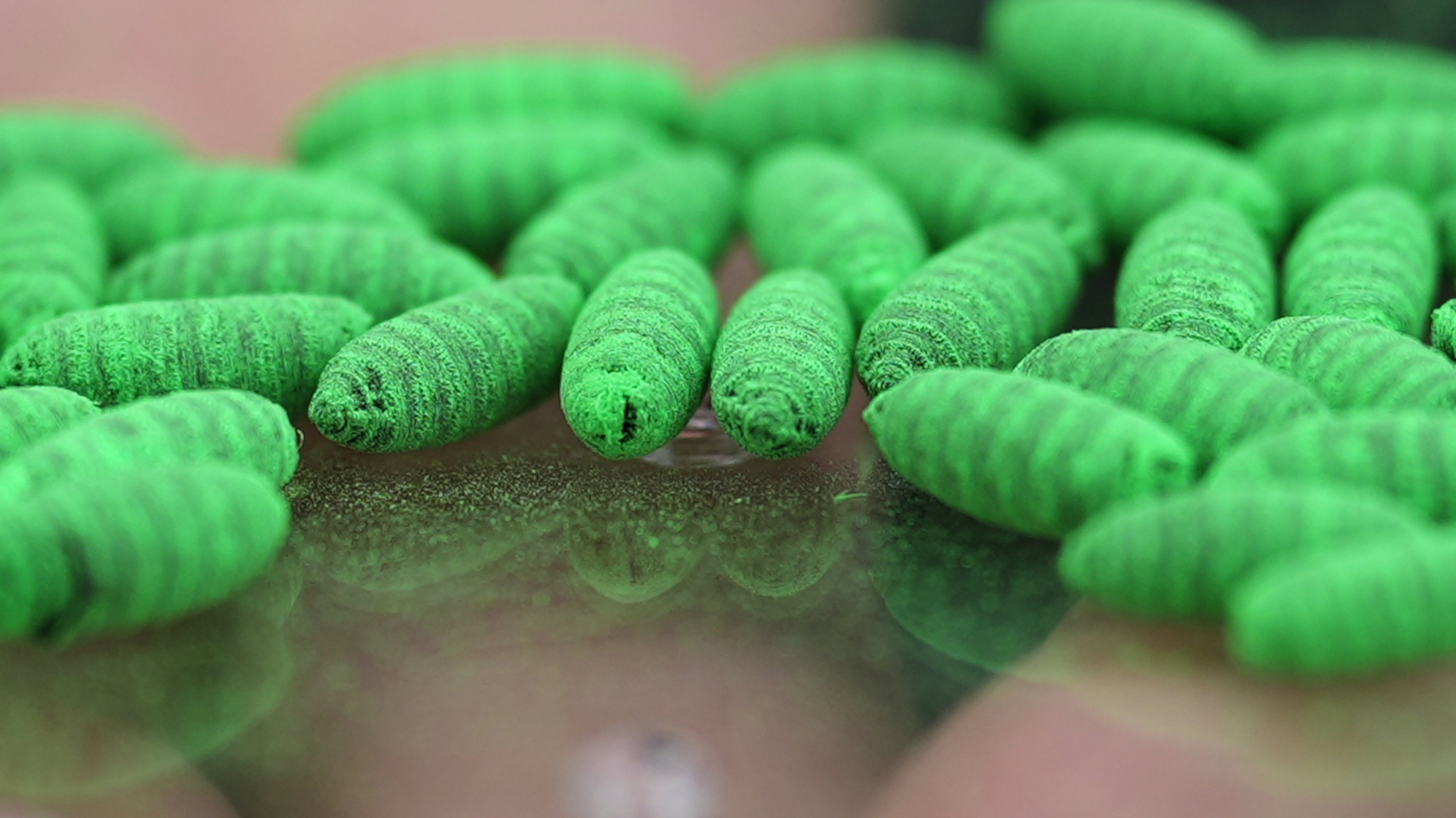 Dyed fly pupae are seen as a sterile fly dispersal station is placed by the U.S. Department of Agriculture to combat the spread of the New World screwworm fly on grounds of a ranch near La Pryor, Texas, Thursday, June 11, 2026. (AP Photo/Eric Gay)