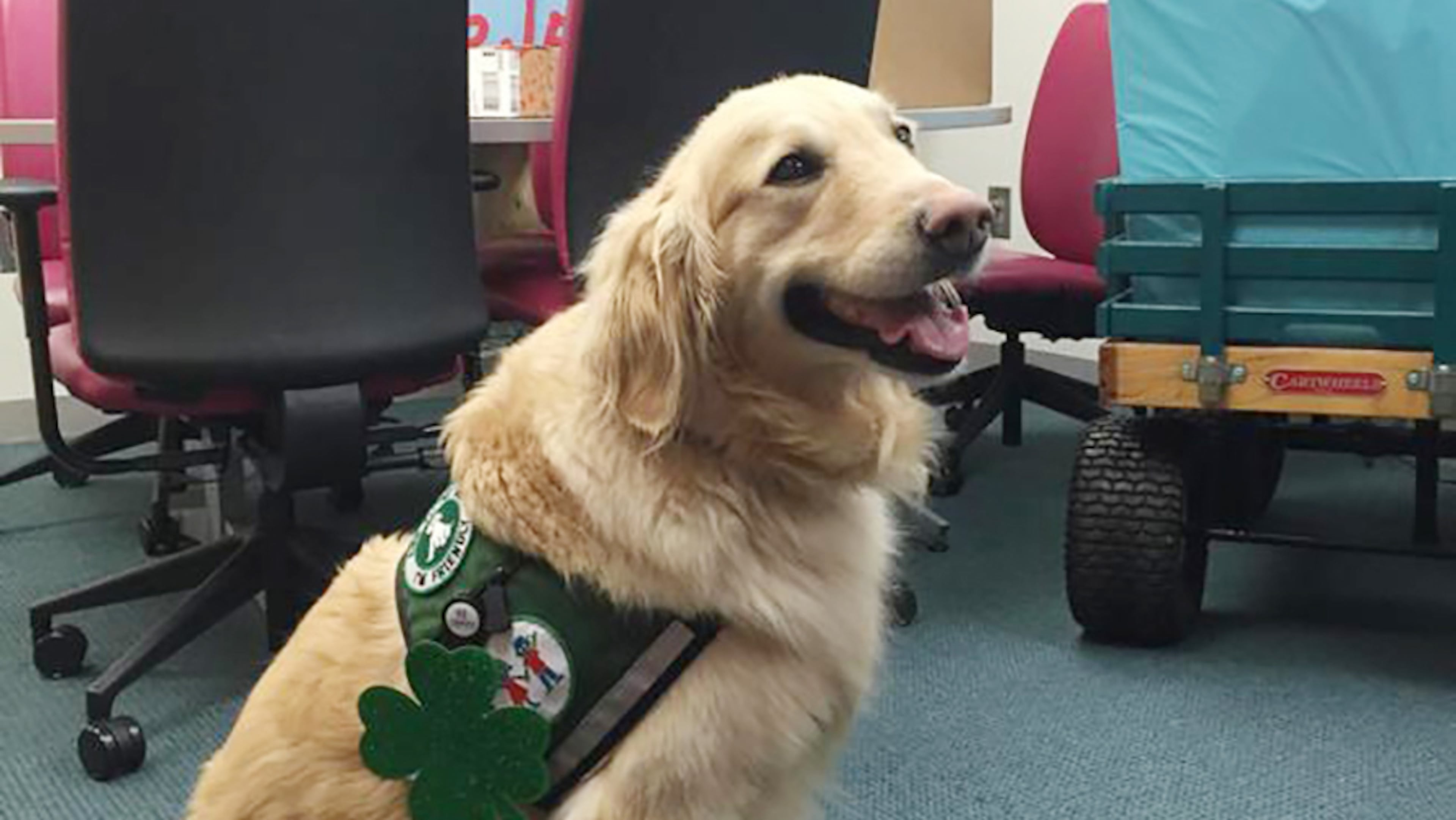 Casper, a golden retriever and yellow Labrador mix, began his career at Children's Healthcare of Atlanta’s first four-legged employee in September 2009. (Contributed)
