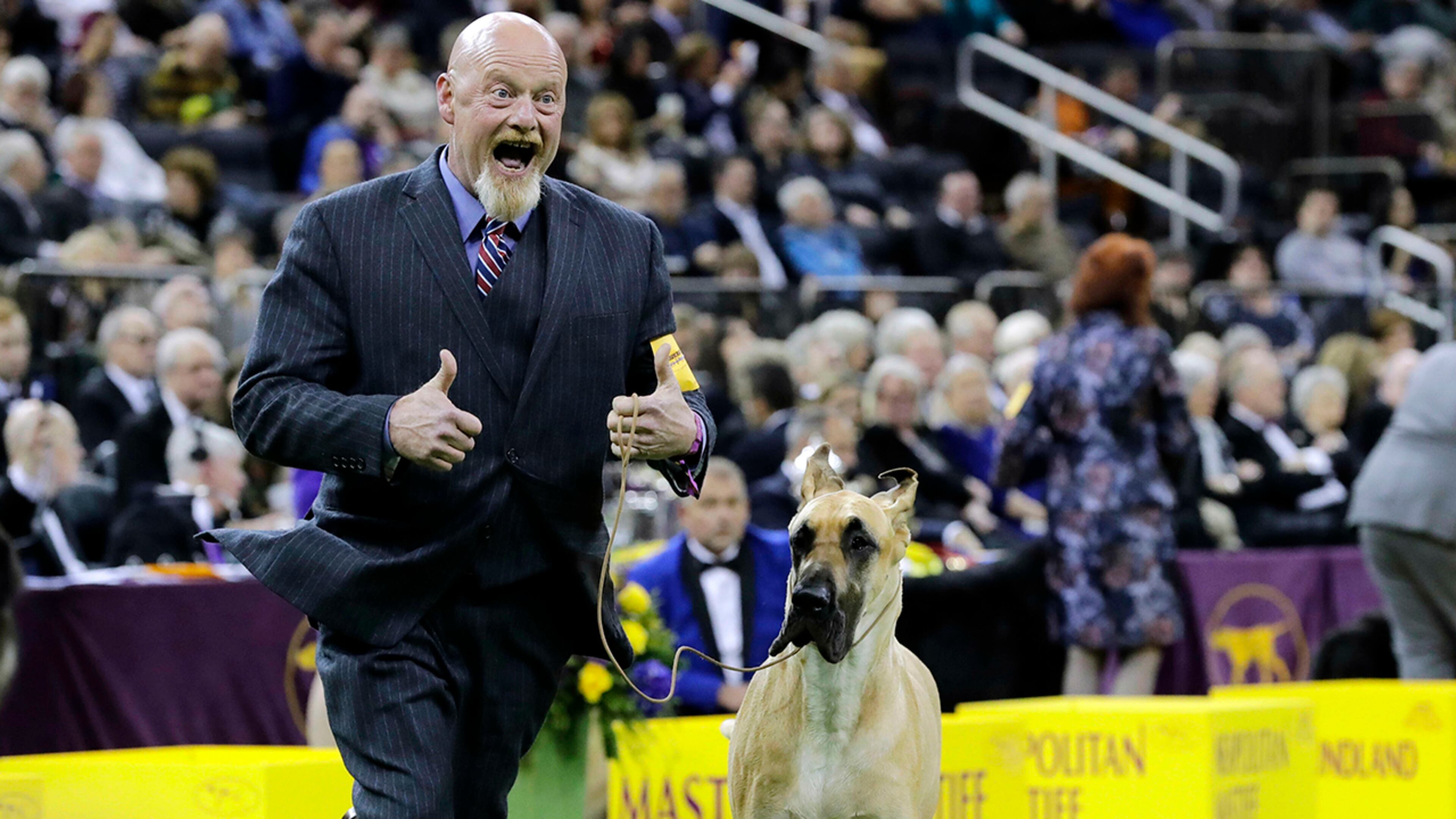 A handler reacts as he competes with Promise, a great dane, in the working group at the 143rd Westminster Kennel Club Dog Show Tuesday, Feb. 12, 2019, in New York. (AP Photo/Frank Franklin II)