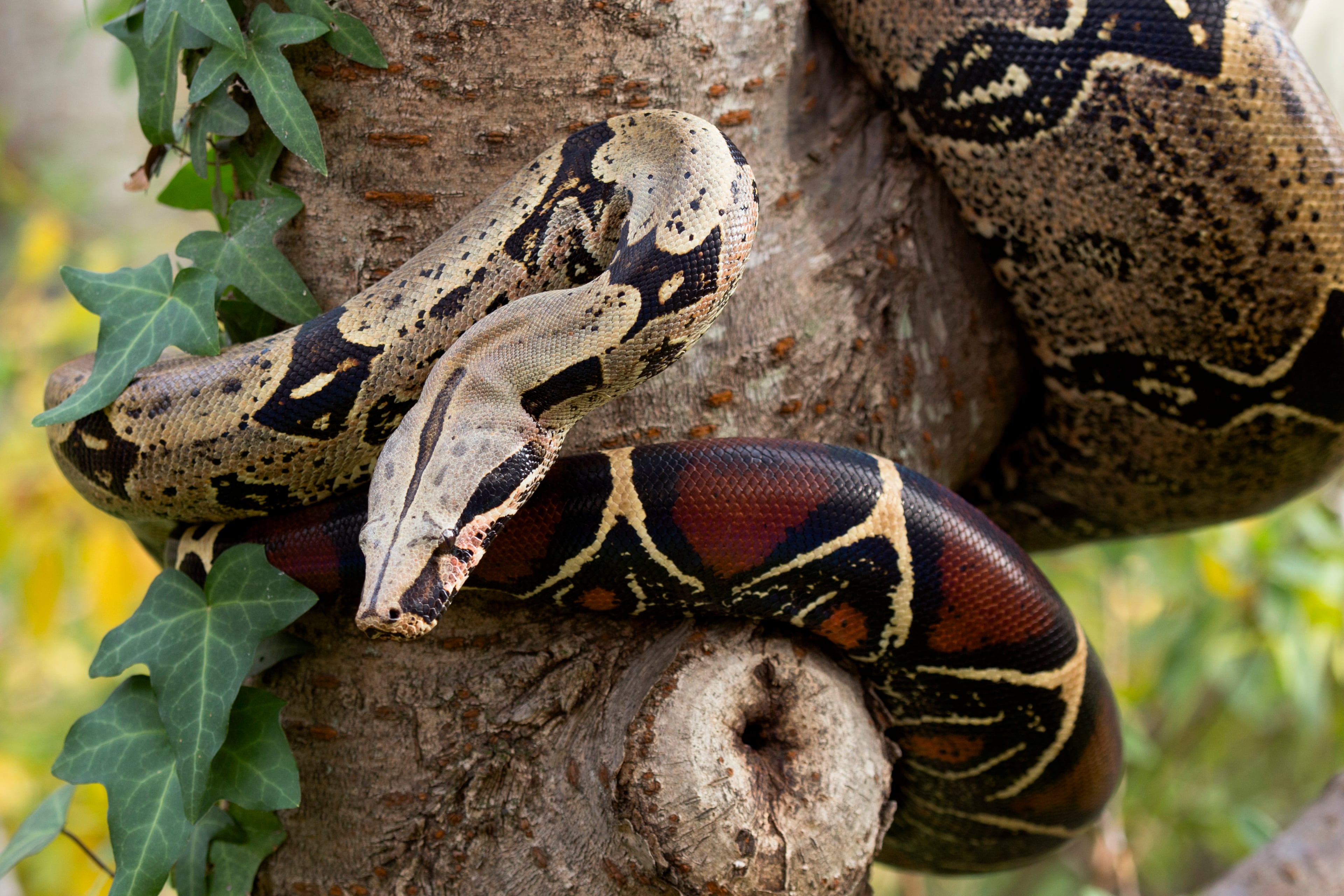A red-tailed boa at Zoo Atlanta was adopted after it was confiscated at Hartsfield-Jackson airport. The snake was found inside a passenger's guitar.