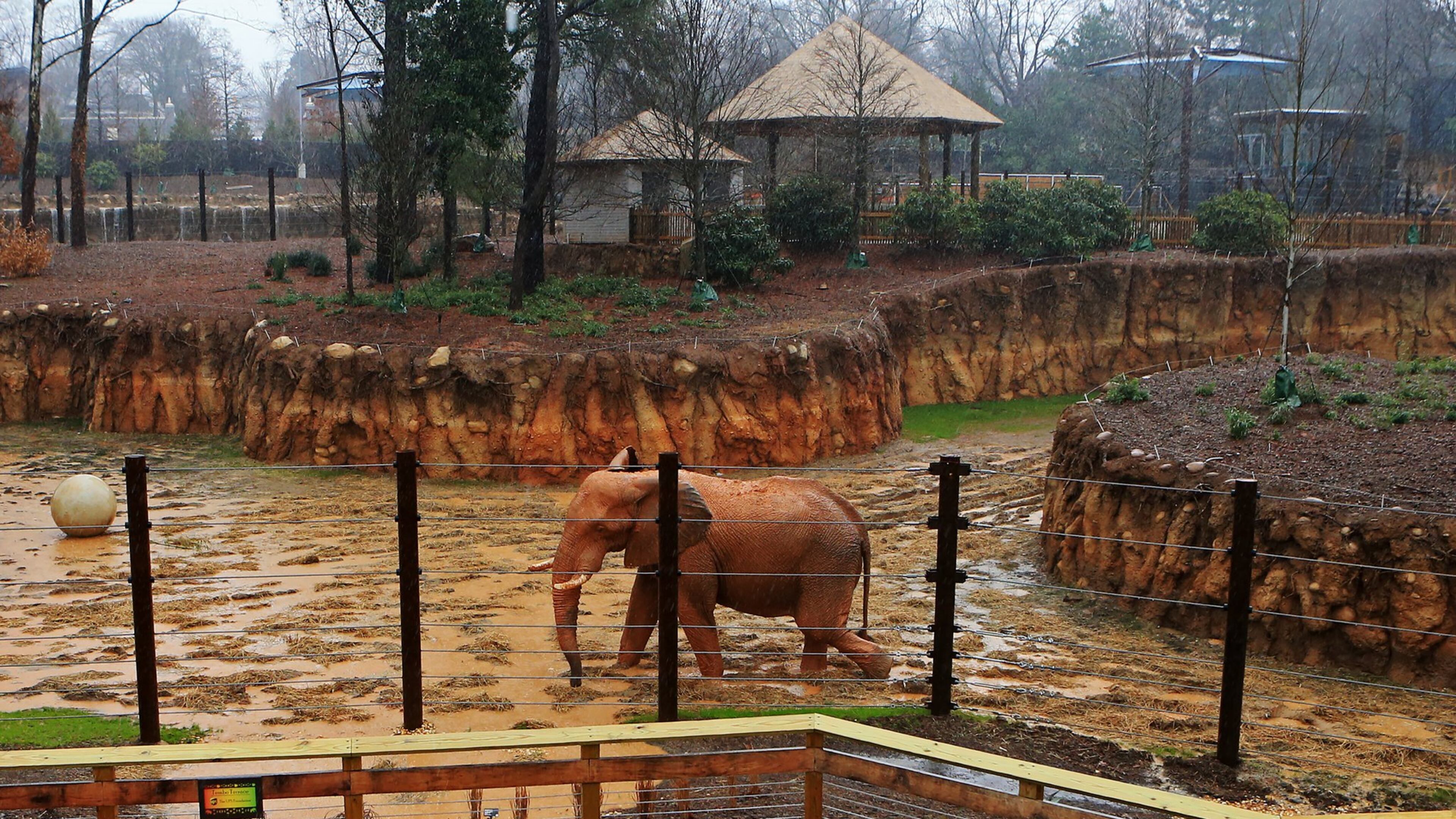 Zoo Atlanta announced Saturday afternoon that it will close to the public through the end of March amid the coronavirus pandemic.