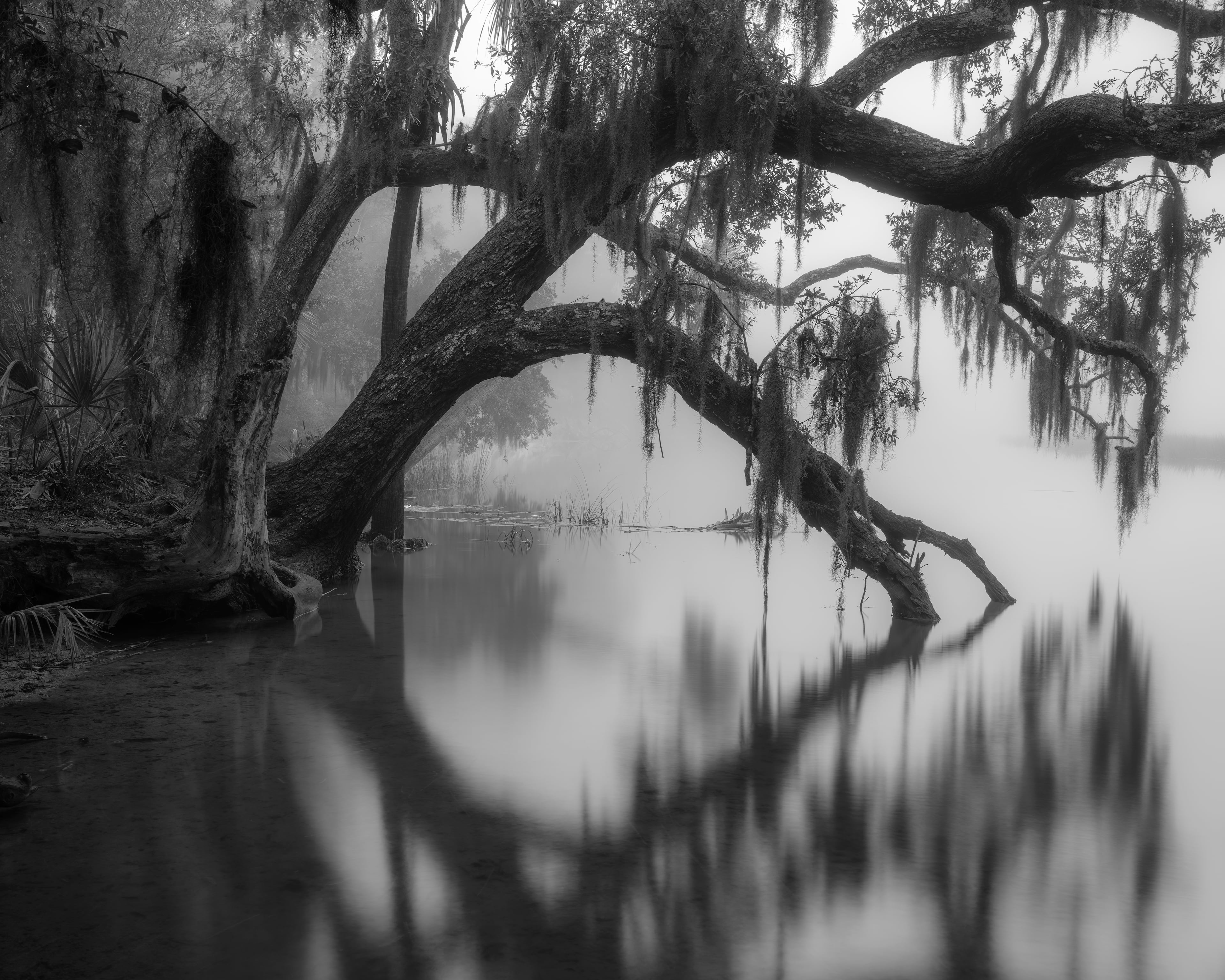 "Overhanging Oak, Skidaway Island," a 2021 photograph by Parker Stewart. Photos of Georgia's coast by Stewart and Jack Leigh are on display at Laney Contemporary, a Savannah gallery, until Aug. 1, 2026. (Courtesy of Parker Stewart/Laney Contemporary)