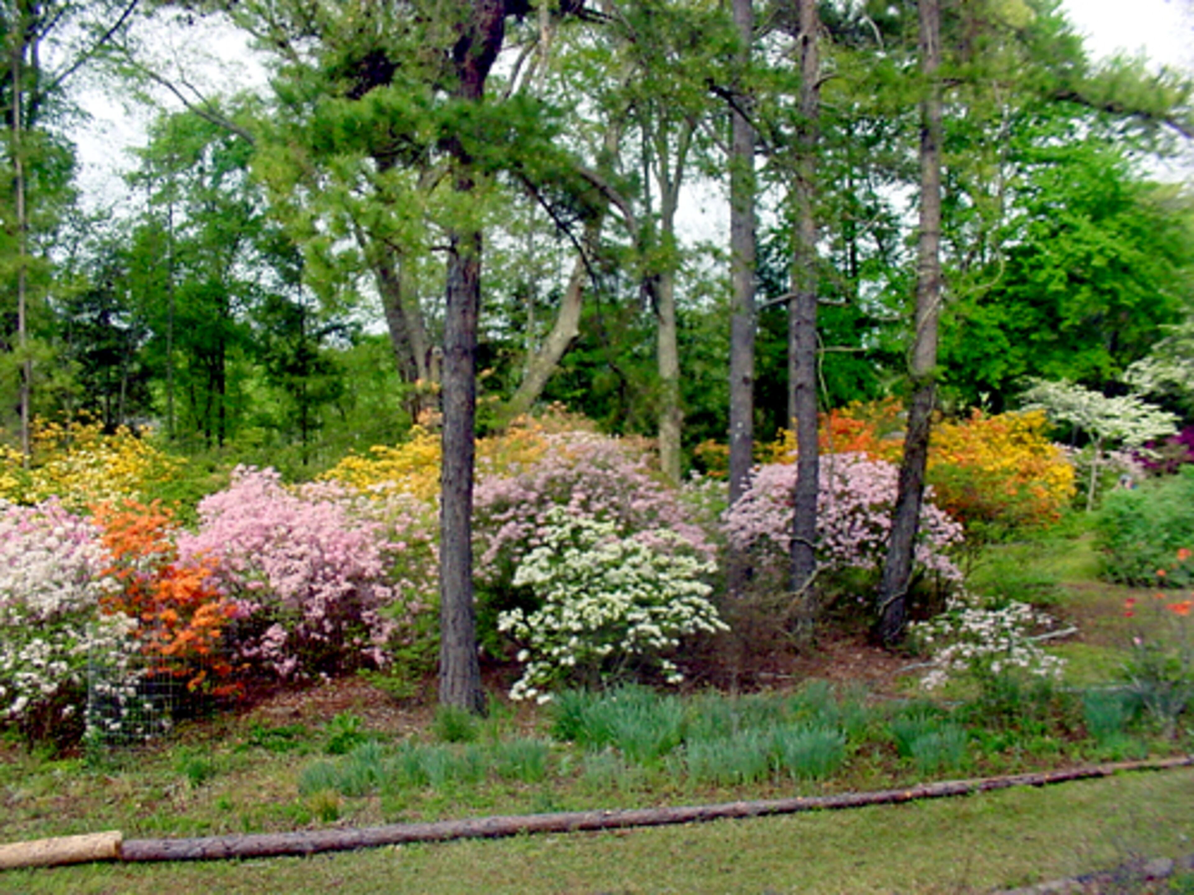 This garden shows some of the other shades common to azaleas.