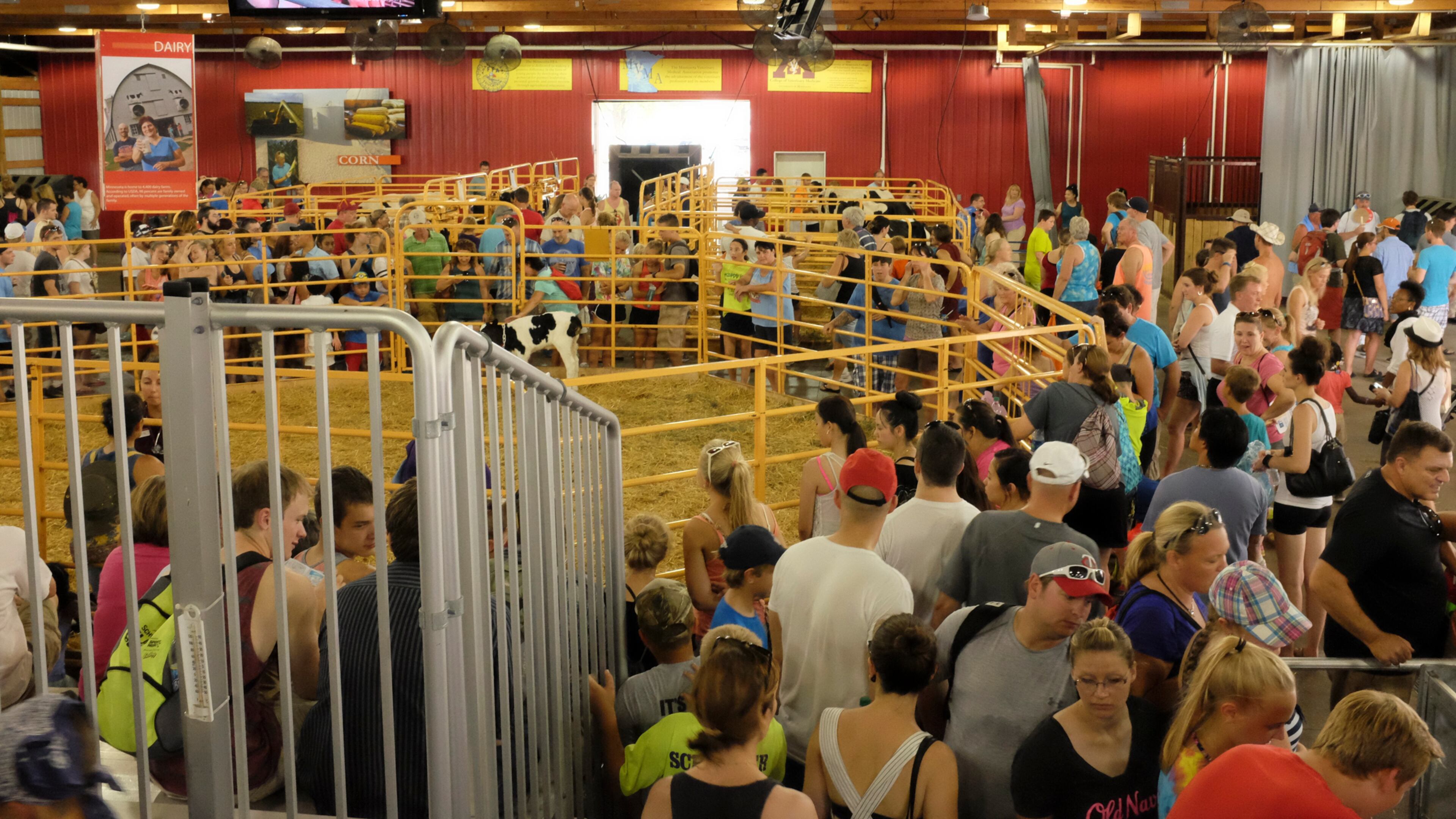 Attendees at the Minnesota State Fair visit the birthing center that features live births of baby farm animals. Photo courtesy Minnesota State Fair.