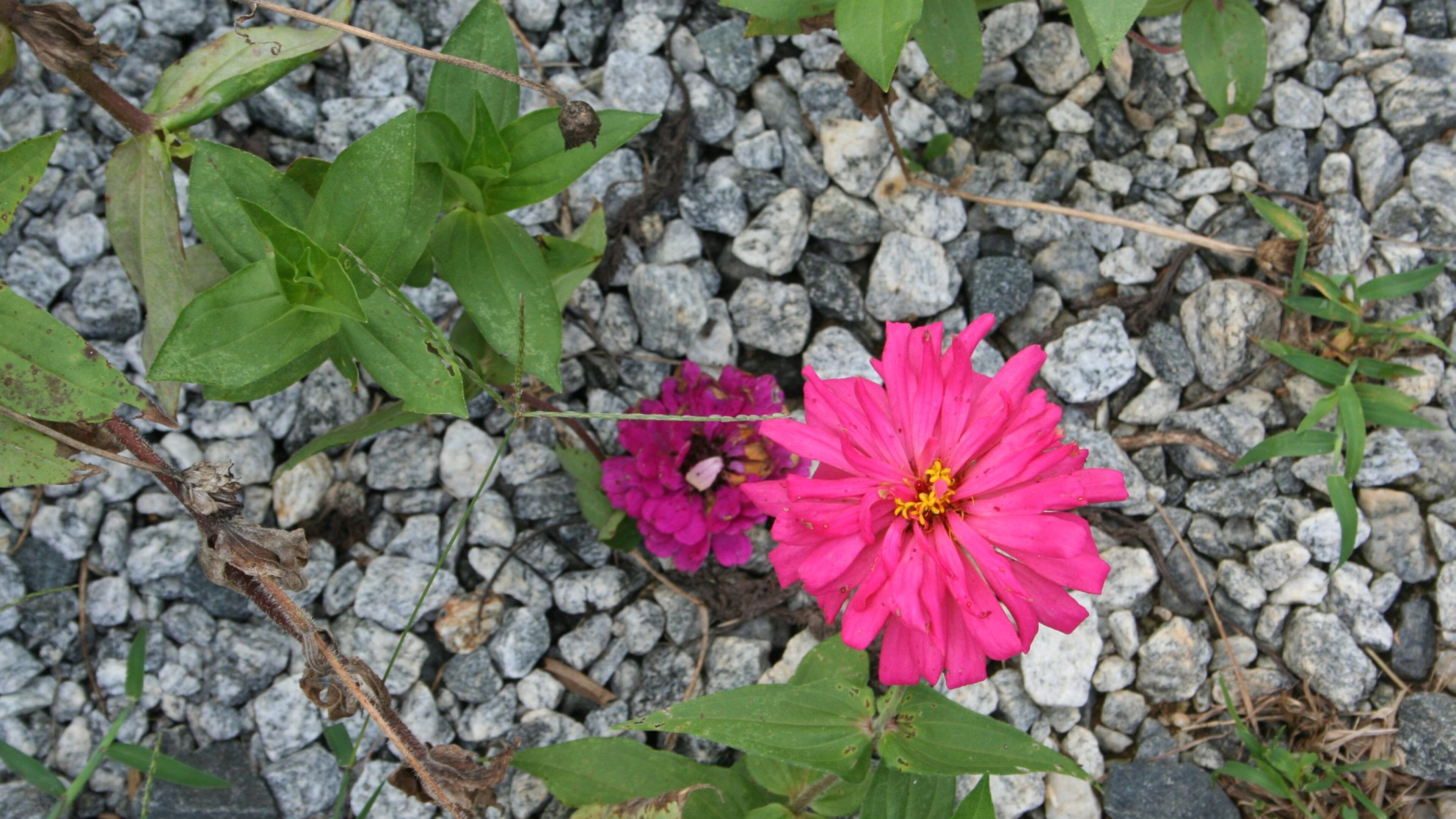 Sabrena Hayat shared this photo she called “Perseverance.”“As I was out shooting on a beautiful cool crisp morning, the tiny vibrant pink flowers caught my eyes. As I gazed upon the tiny pink flowers. I noticed they were two flowers that were once little seeds of strength that persevered through the deep dark fertilized soiled ground, above the rocks, above all odds,” she wrote. “Through mercy and grace…where day breaks…light strikes…they weathered the storm, they pushed and gave us a beautiful sight to see…beauty and strength together…beyond measure, unstoppable!”