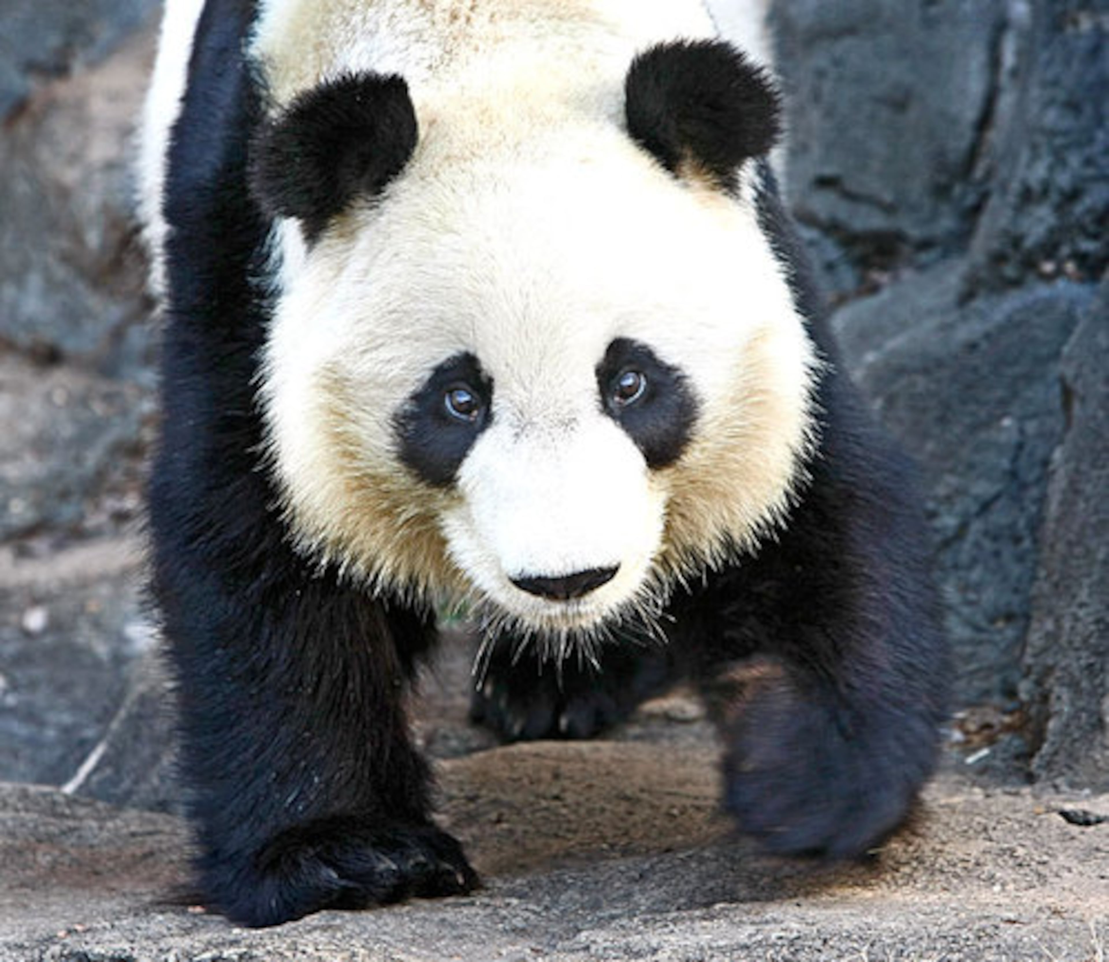 Mei Lan was born at Zoo Atlanta on September 6, 2006 to parents Lun Lun and Yang Yang, who also live at Zoo Atlanta.