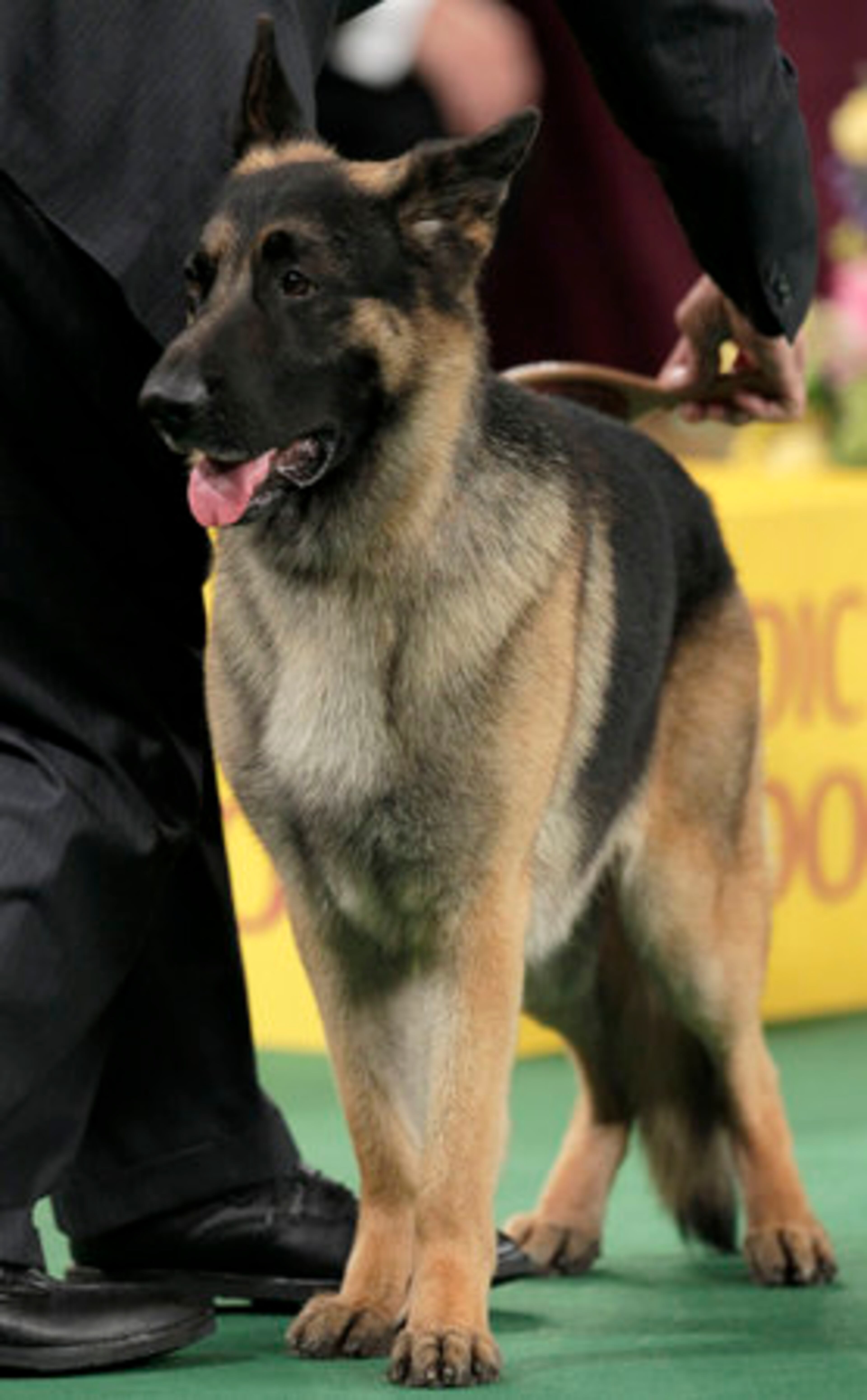 A German shepard named Cappy awaits his big moment.