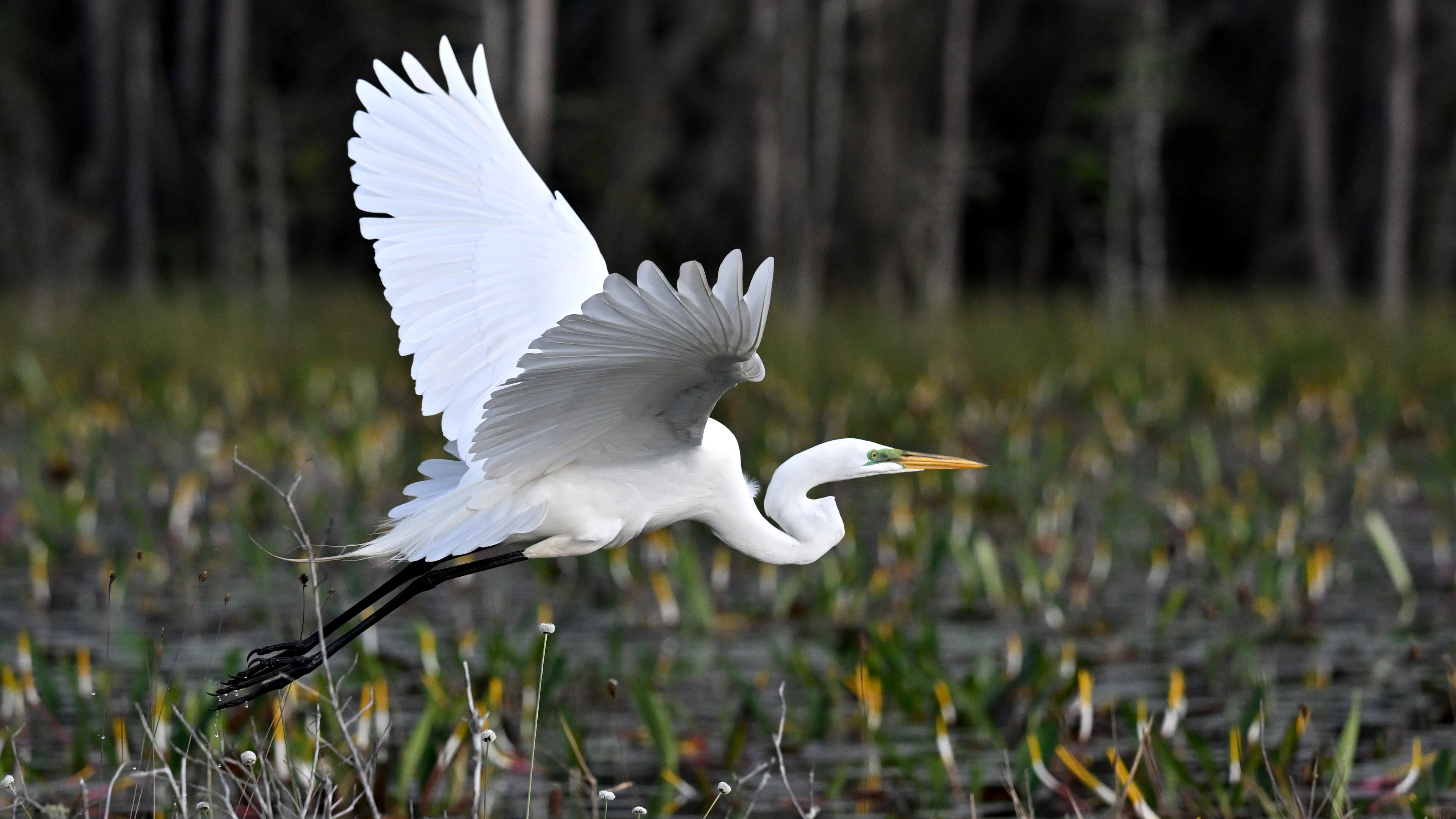 A great egret is seen in the Okefenokee Swamp. The swamp is home to thousands of types of plants and animals, including endangered and threatened species. (Hyosub Shin/AJC 2024)