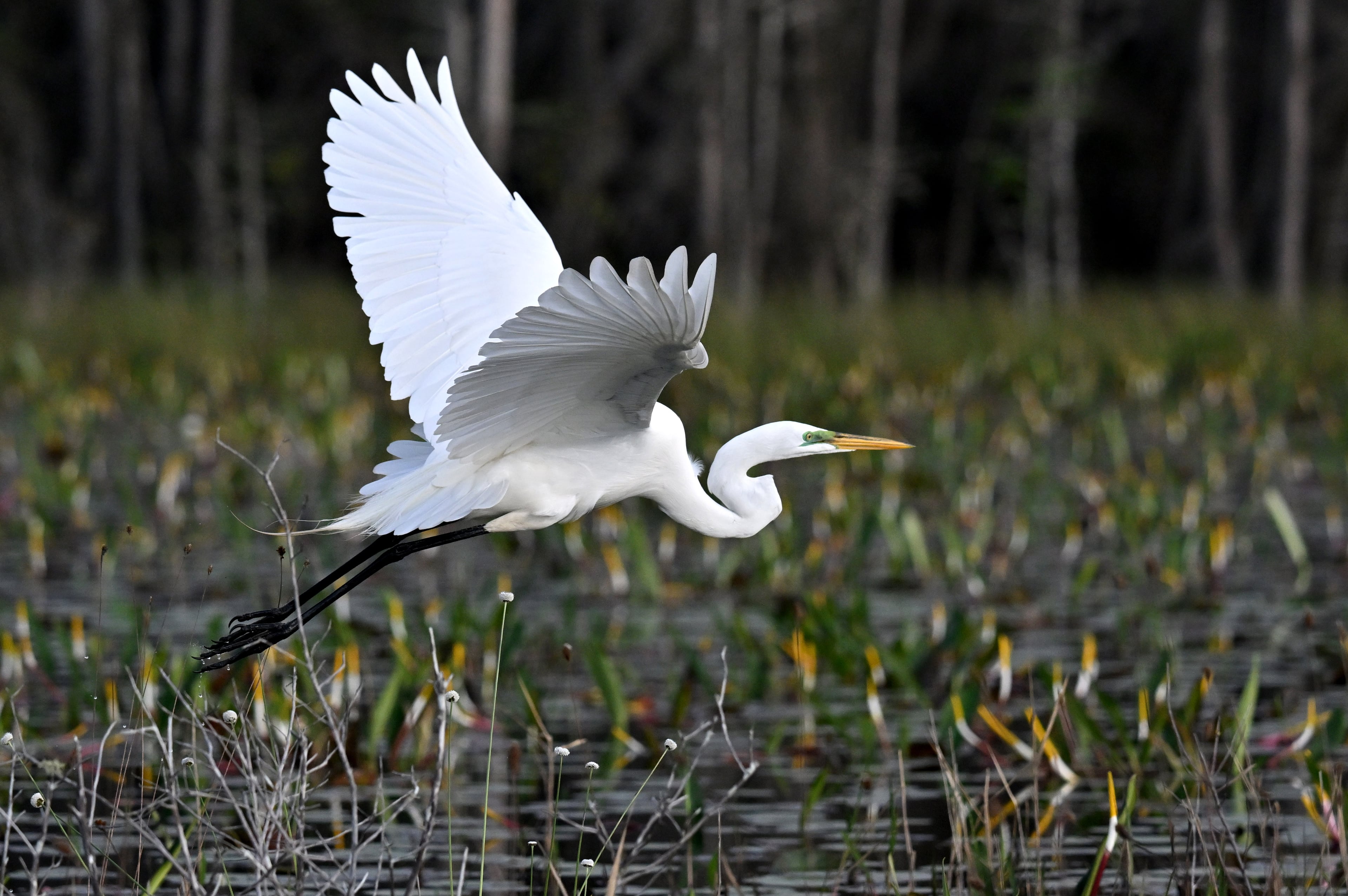 How special is Georgia’s Okefenokee Swamp? Take it from the scientists