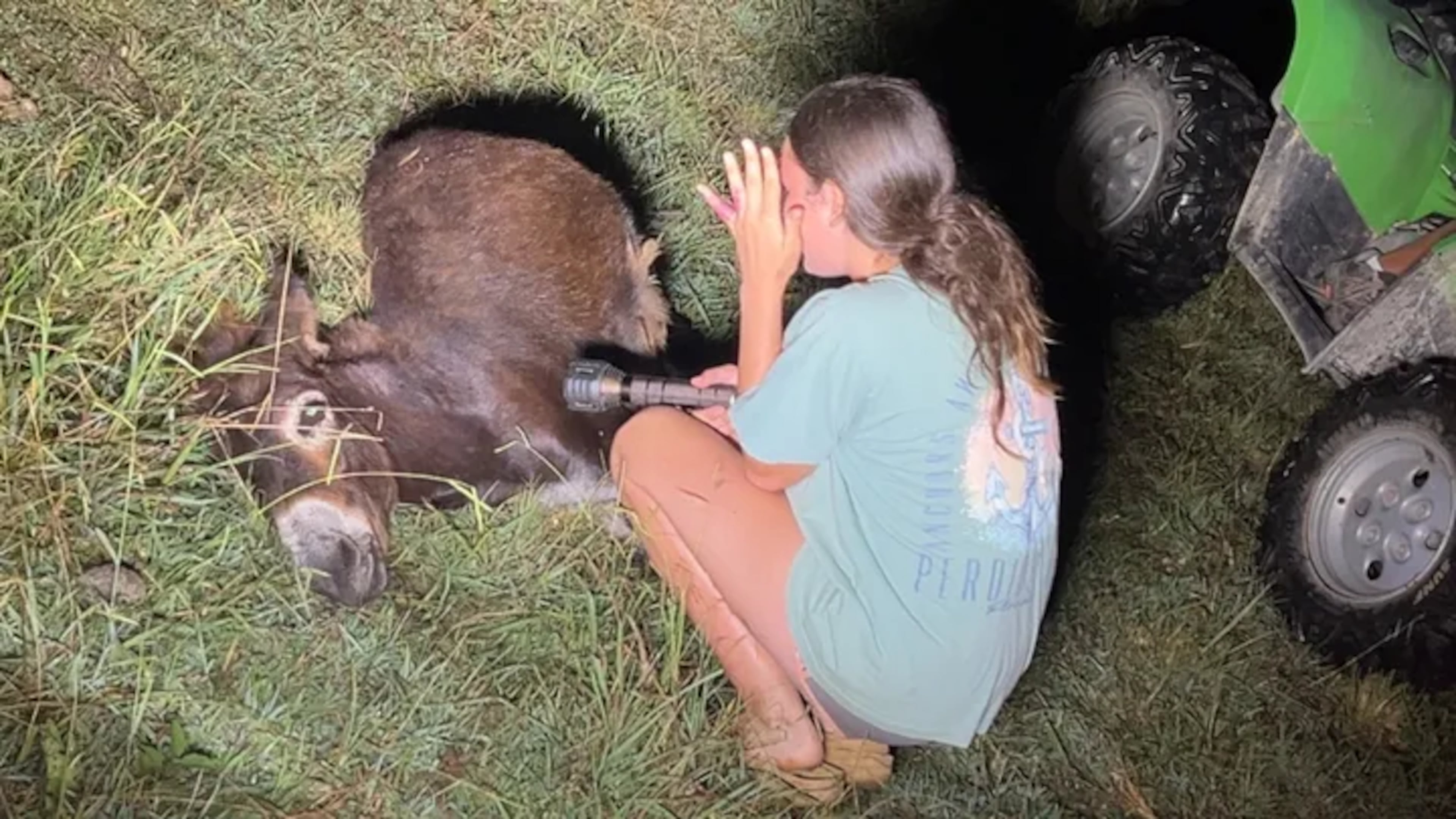 A donkey named HeeHaw, which belonged to Elsberry Riding and Farm in Rockmart, was shot and killed by a police officer Sunday. (GoFundMe)