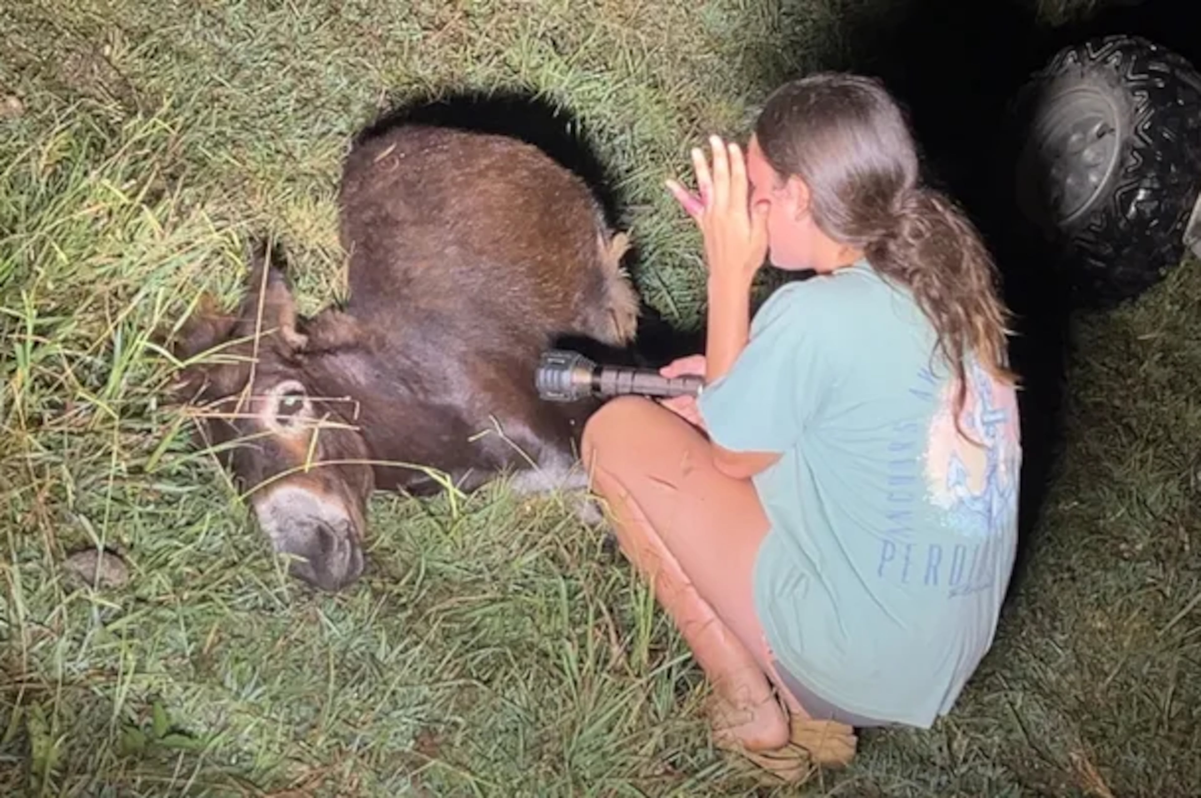 Donkey killed Rockmart farm