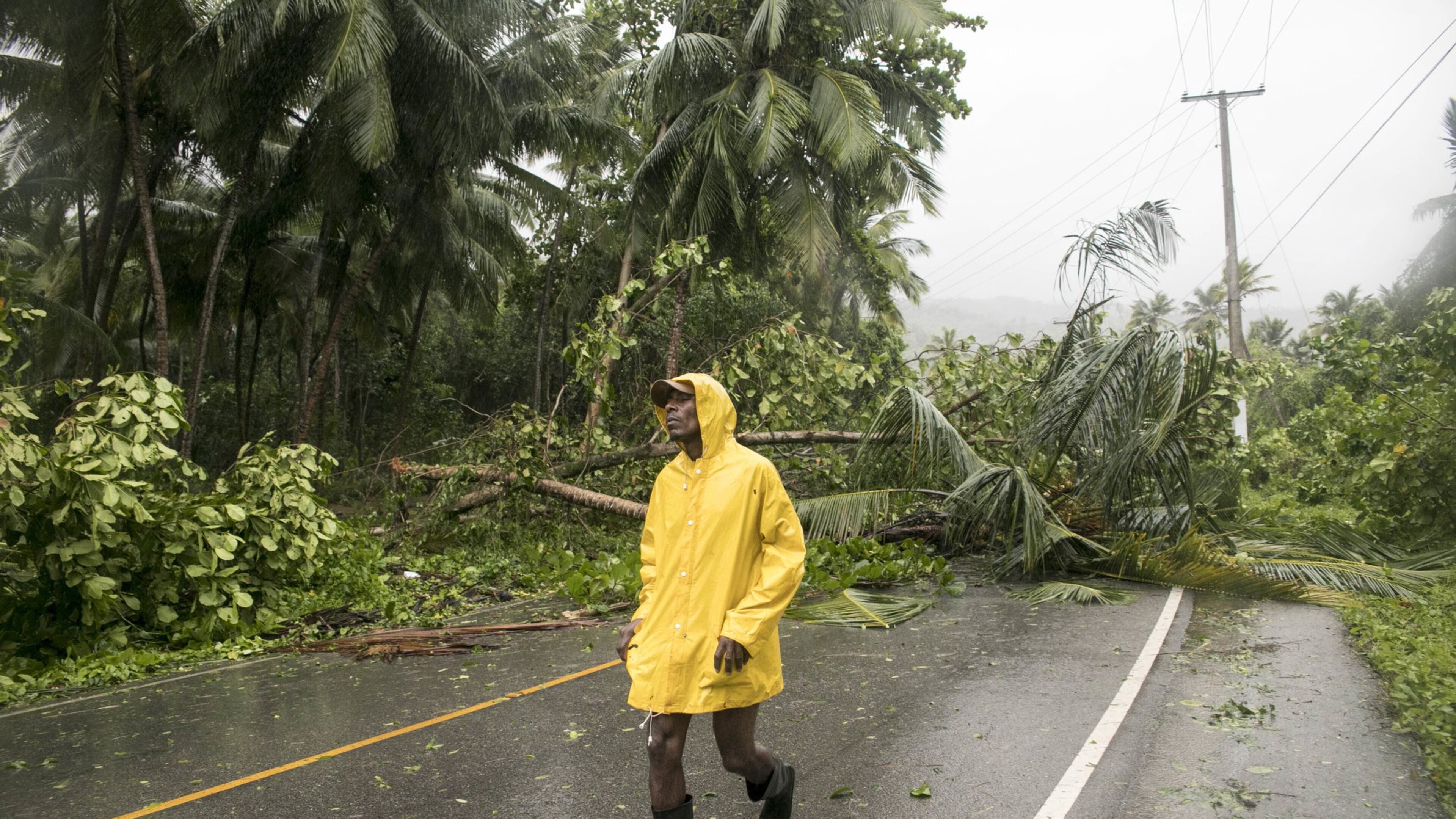 Felled tress block a road in the aftermath of Hurricane Irma in Samana, Dominican Republic, Thursday, Sept. 7, 2017. Trees are likely to fall in Atlanta, too. (AP Photo/Tatiana Fernandez) AJC FILE PHOTO