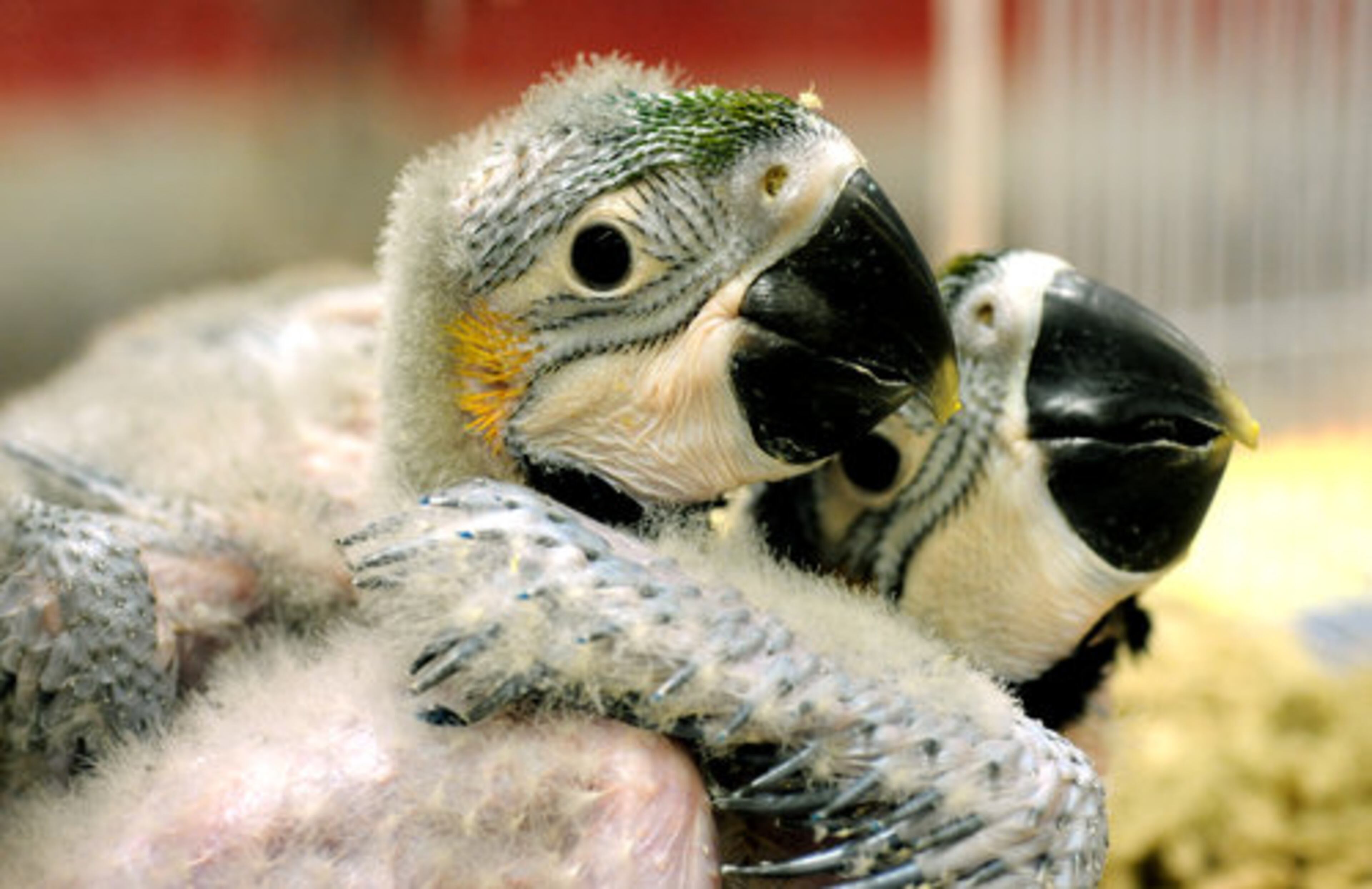 Five-week-old blue and gold macaws from Purty Tweet.