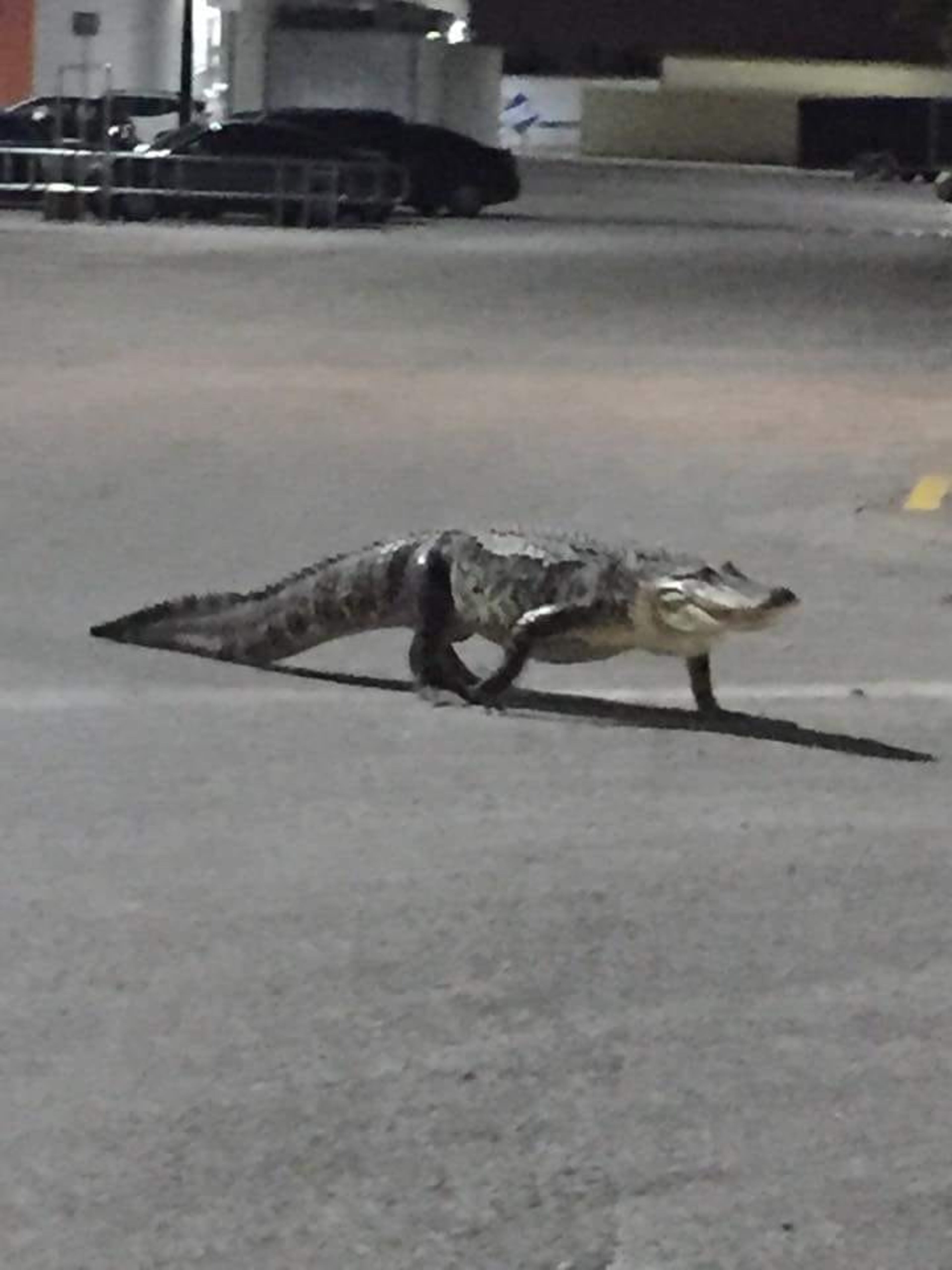 An 8 ft. alligator was found at the Aransas Pass Walmart parking lot early Wednesday, June 28, 2018.