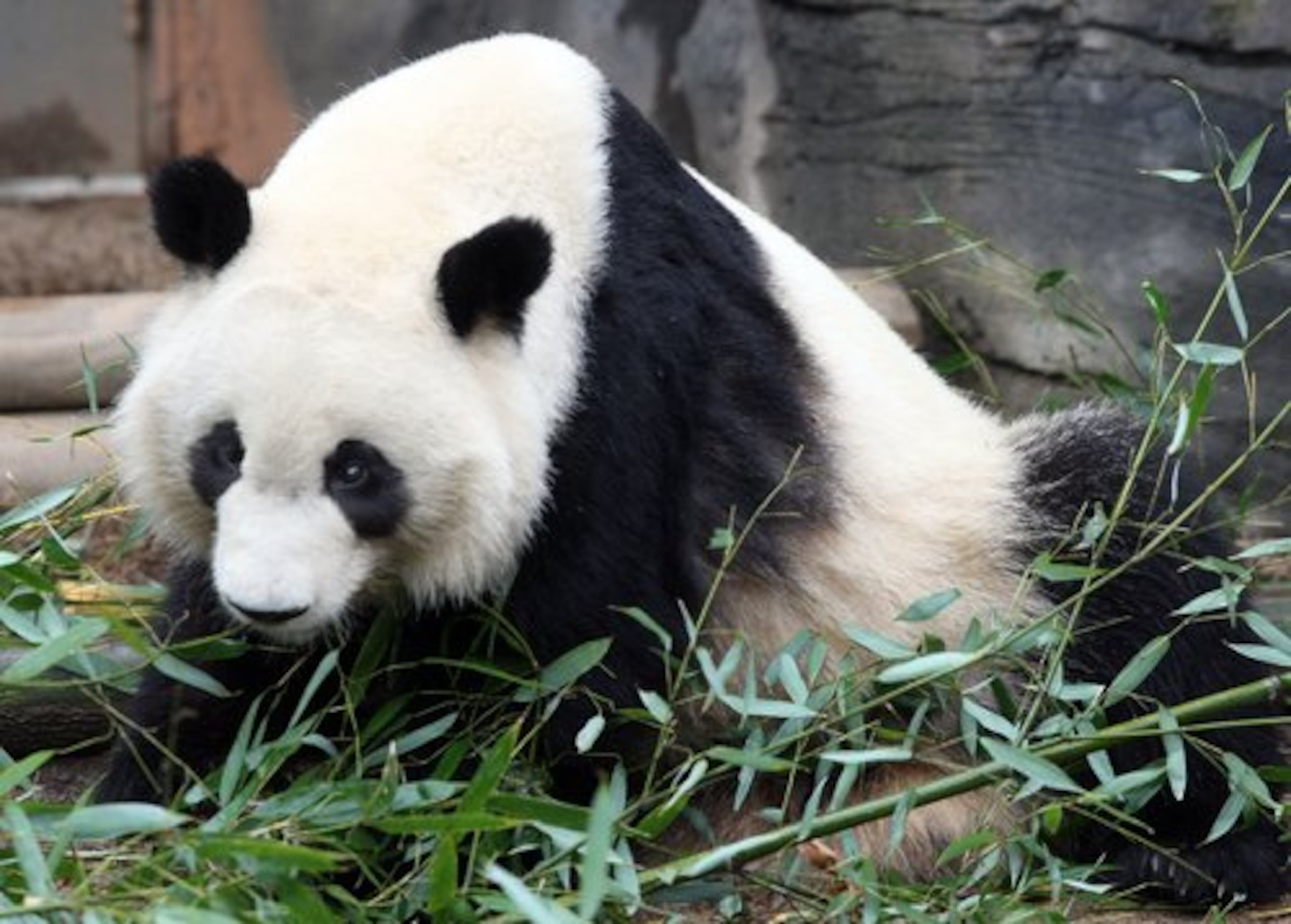There was a send-off party Saturday at Zoo Atlanta for Mei Lan, the first panda born in Zoo Atlanta captivity.