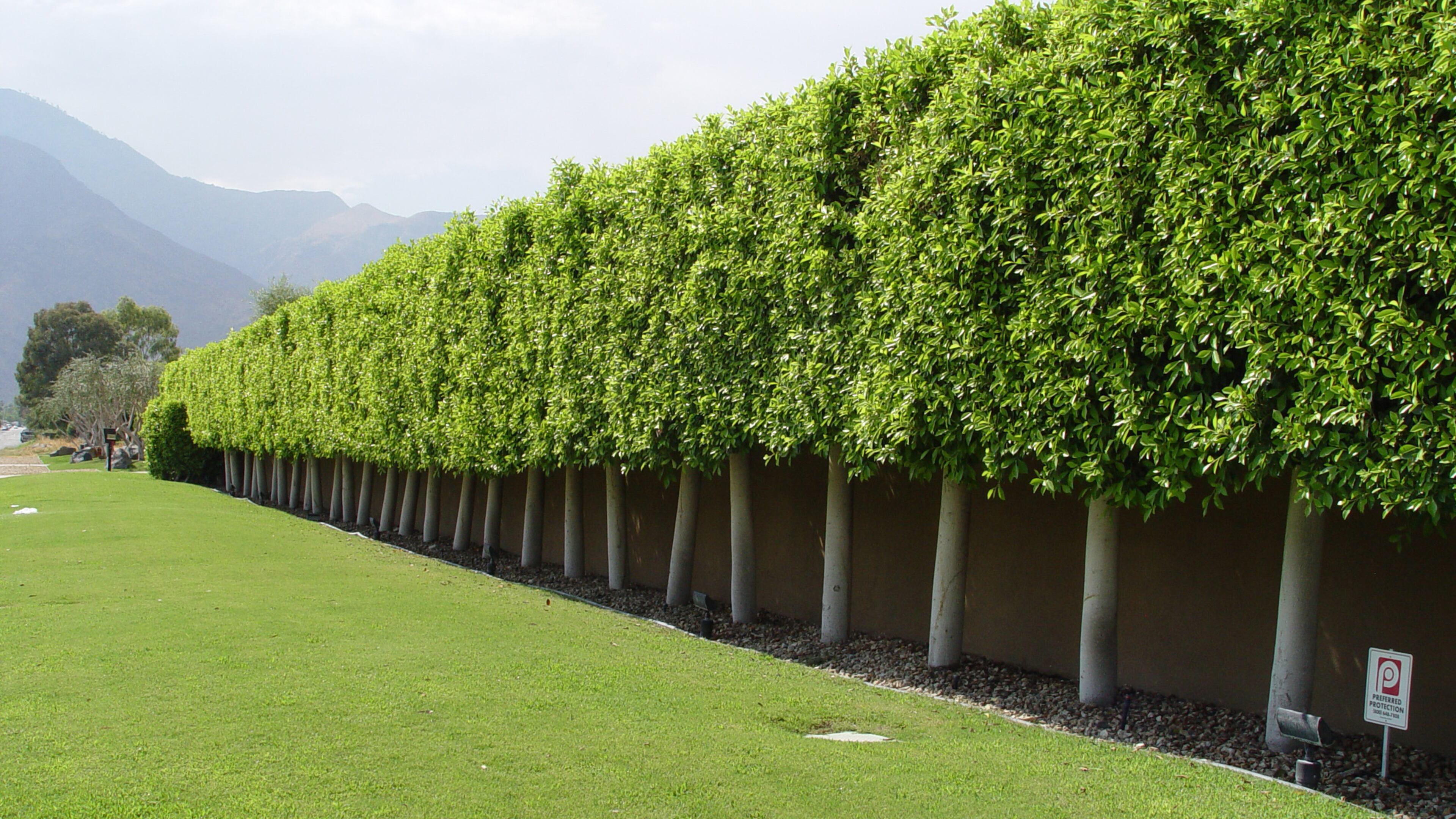 Shearing turns a natural screen into an impossible-to-maintain hedge that must be clipped often to maintain. (Handout/TNS)