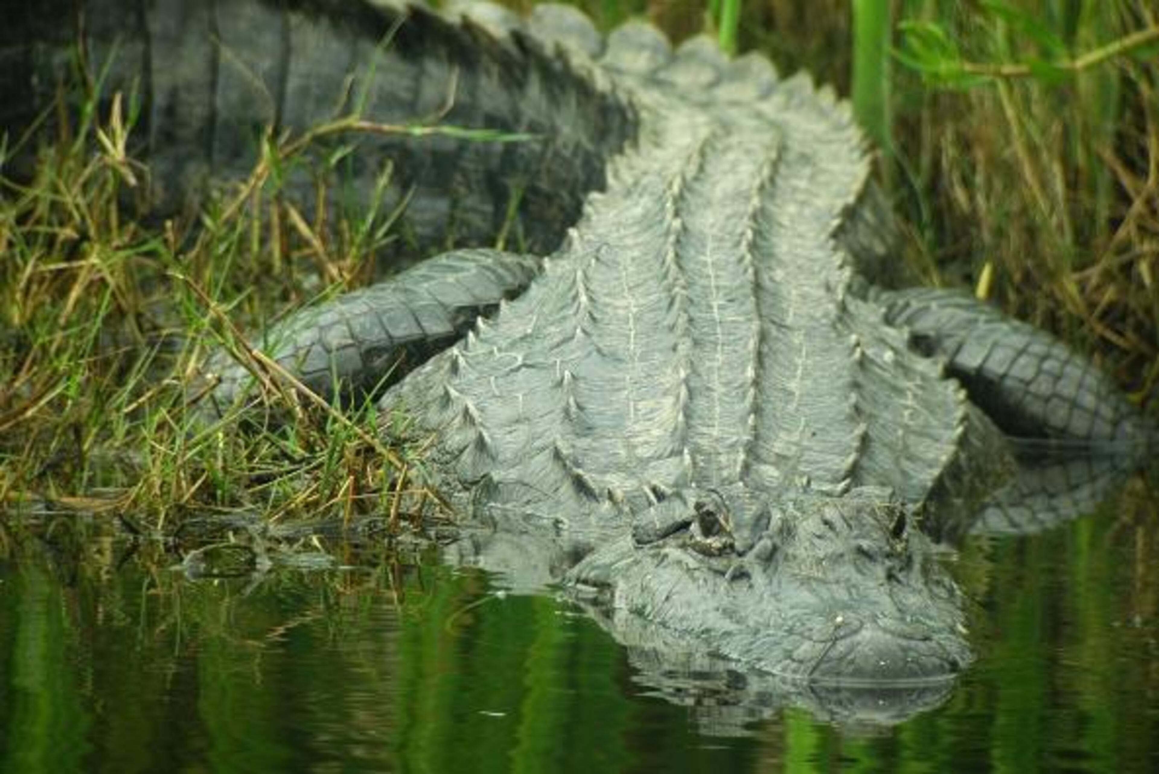 A photo of a large alligator slithering into the water.