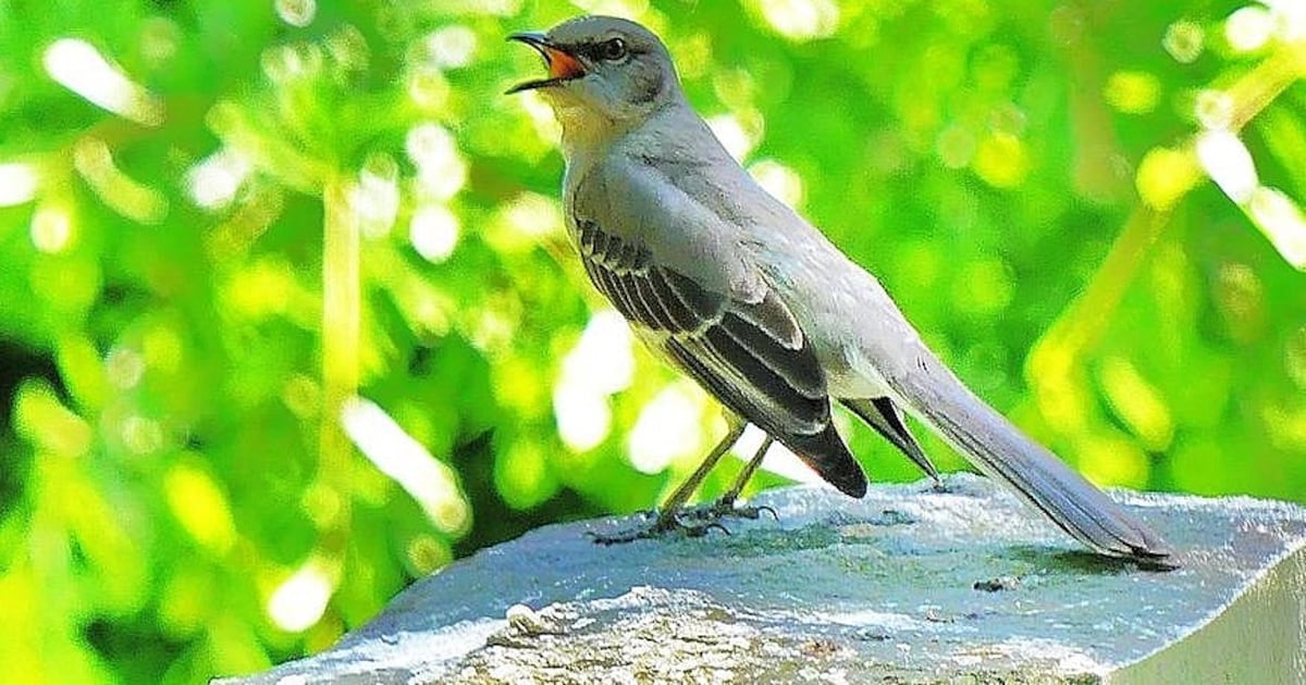 Hear that? 30 songbird species welcome a new day in spring