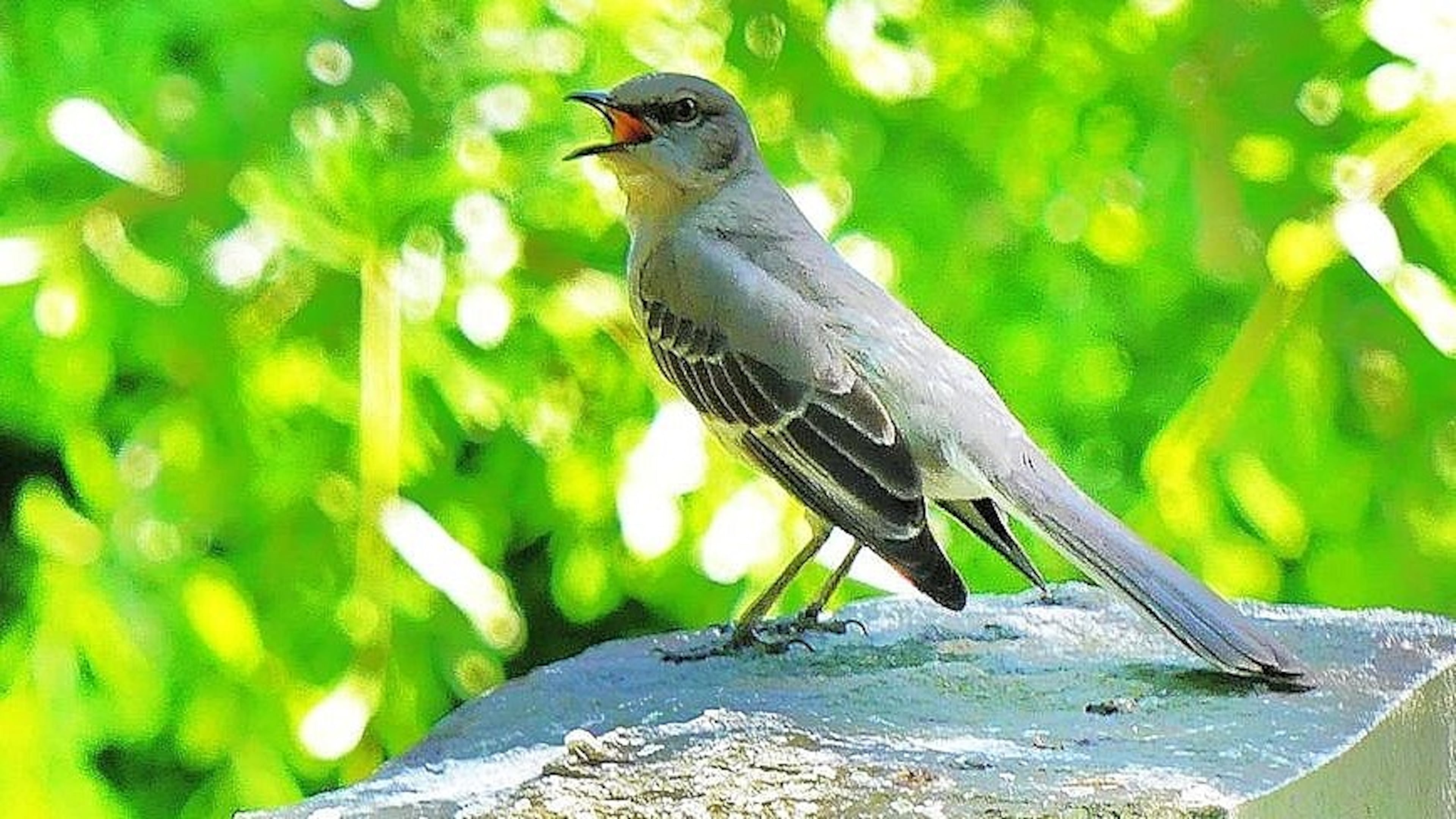 It's hard to imagine a Georgia spring without a singing mockingbird, whose superb mimicry can imitate the songs of most other birds. (Courtesy of Charles Seabrook)