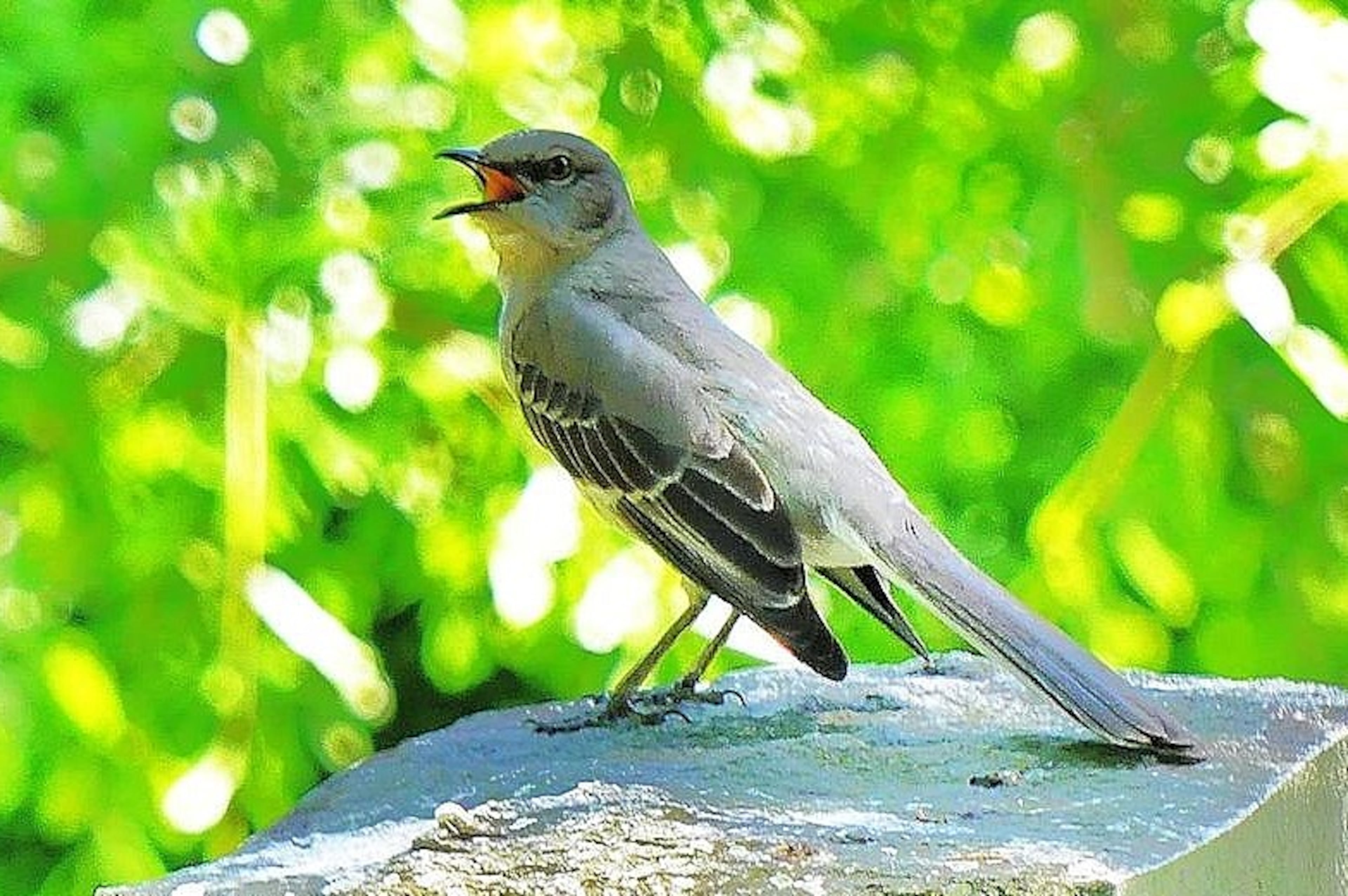 Northern mockingbird