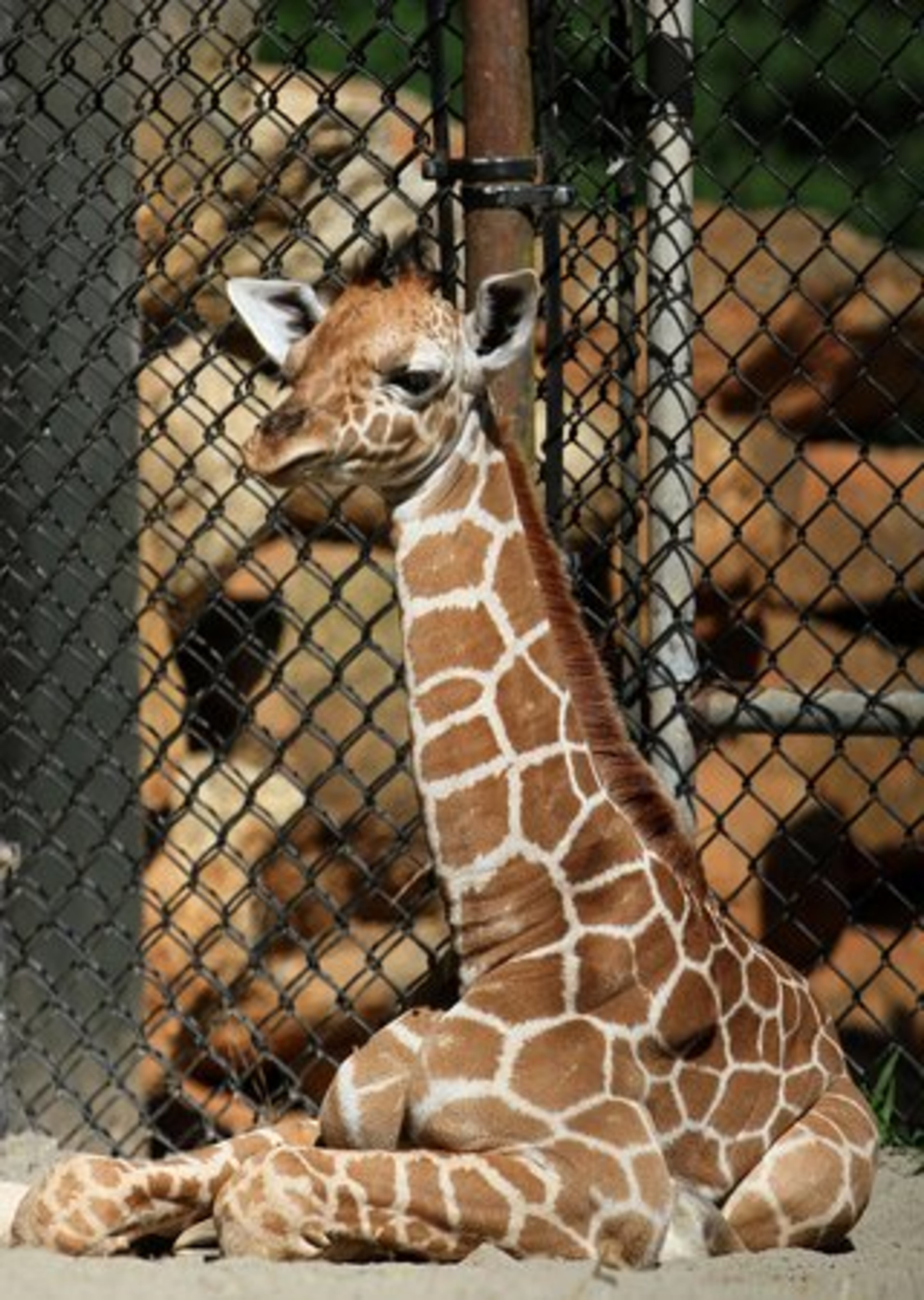 The first calf of Glenda, a three-year-old giraffe, is seen resting at Zoo Atlanta. The calf was born on July 13, and stands about six feet tall while weighing between 100 and 150 pounds.