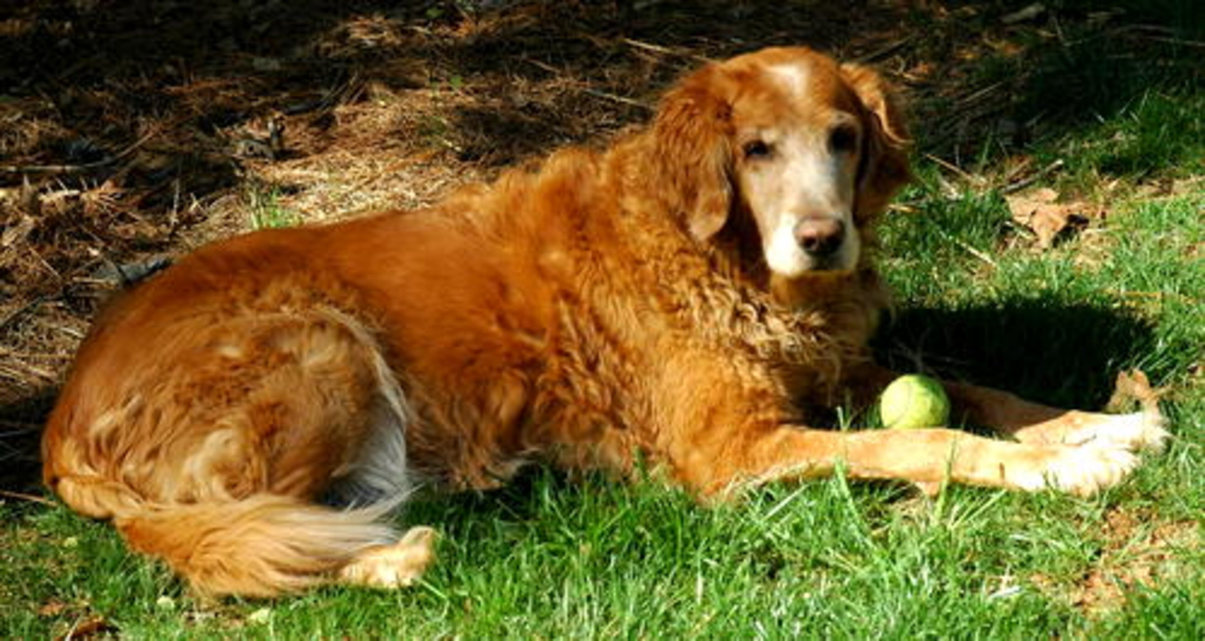 Dreyfus thinks tennis balls are the greatest toys!