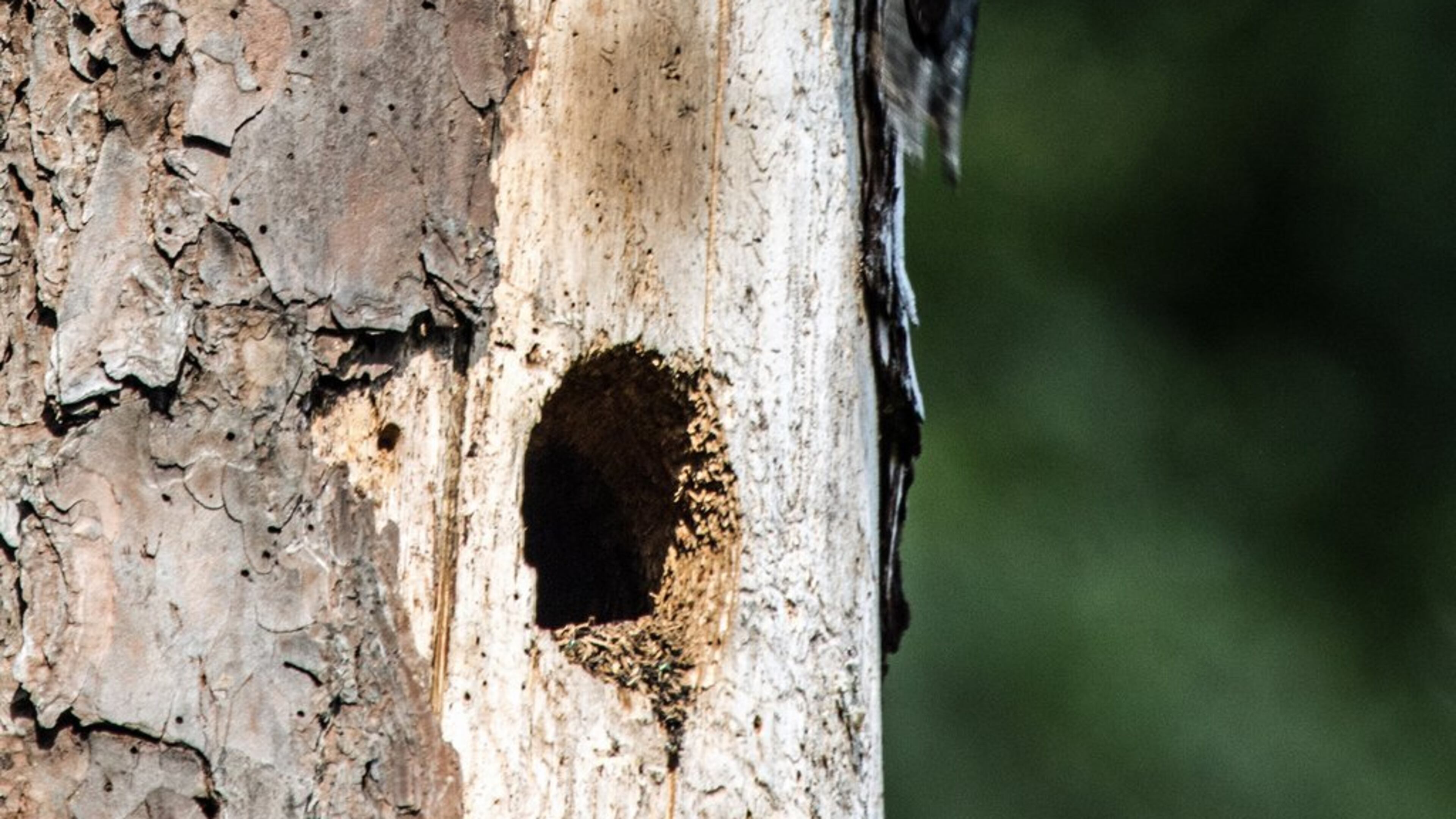 “My home overlooks a Little River floodplain near Woodstock,” wrote Bill Witherspoon. “Numerous woodpeckers frequent my feeders and I have found numerous nest trees in the area. I took this photo the last week of July, as the adult had just fed the juvenile what appeared to be blue berries from a neighbors farm.” He went on to add, “the Red-headed Woodpecker is a gorgeous bird with a bright red head from which it got its name. This North American species, with its boldly-patterned plumage, is popular among the bird-watchers and is widely spread almost all across the country, and is known in different names like ‘flag bird’ and ‘patriotic bird’.”