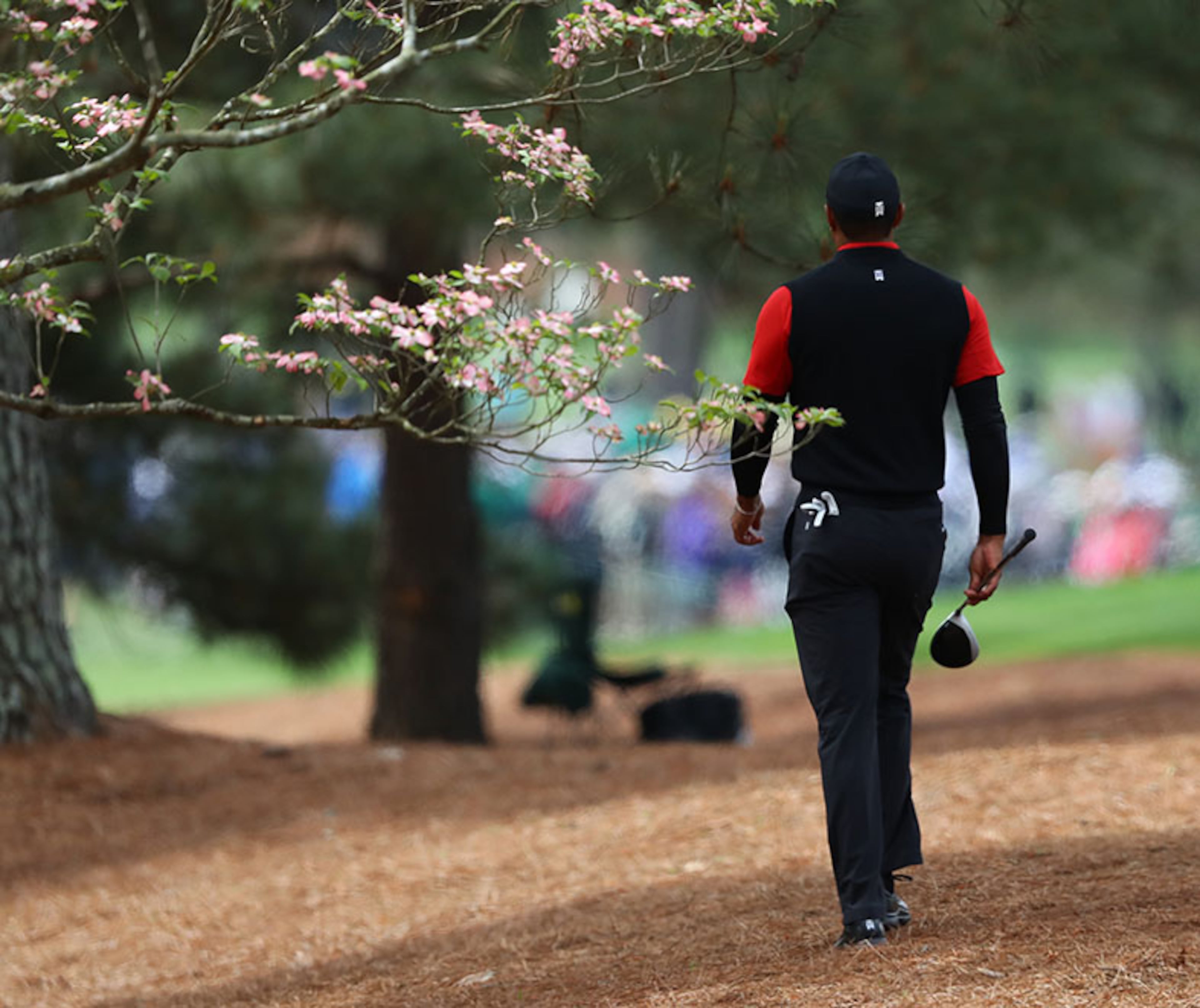 Tiger Woods walks to his ball in the woods off the second fairway in the Masters at Augusta National Golf Club on Sunday, April 8, 2018, in Augusta.