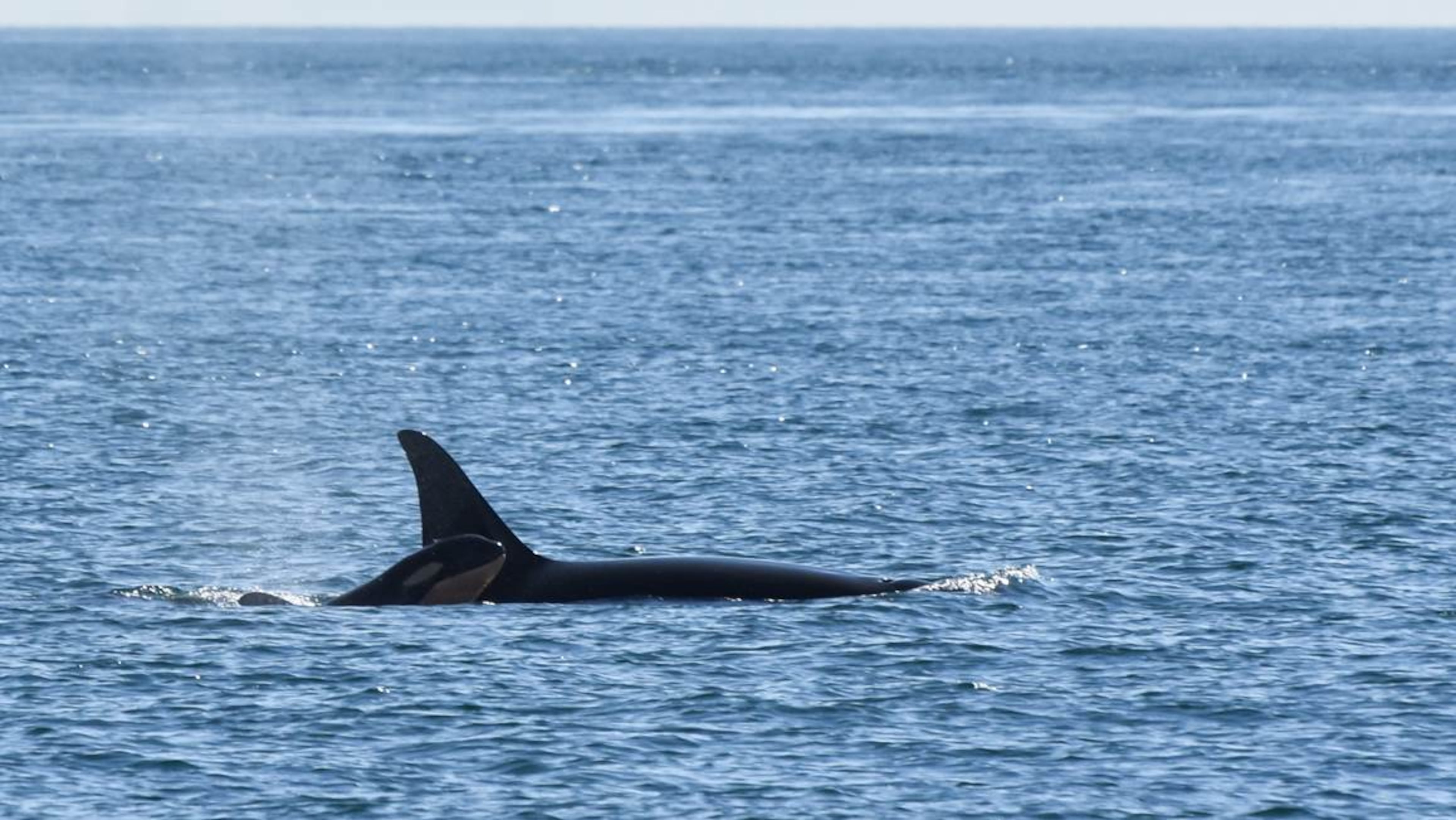 New Southern Resident calf L122 with its mother L91 Monday morning, Sept. 7, 2015, in the Strait of Juan de Fuca.