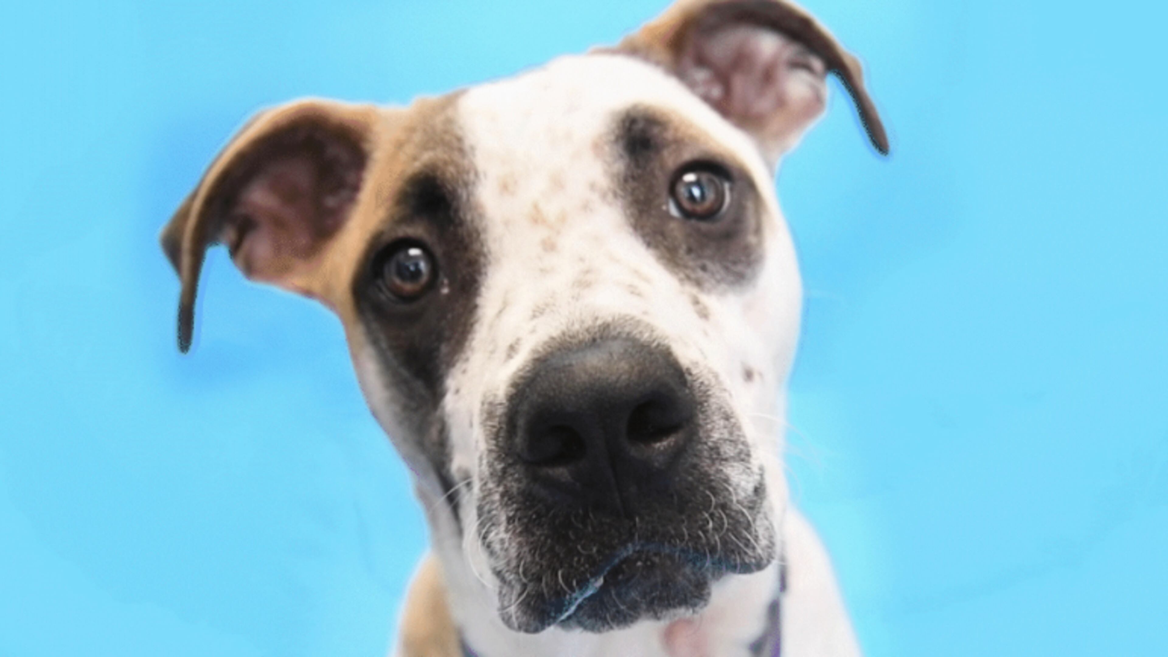 LifeLine Animal Project has nearly 3,000 pets in shelters and foster care and will hold free pet adoptions Nov. 25-28. Courtesy LifeLine Animal Project