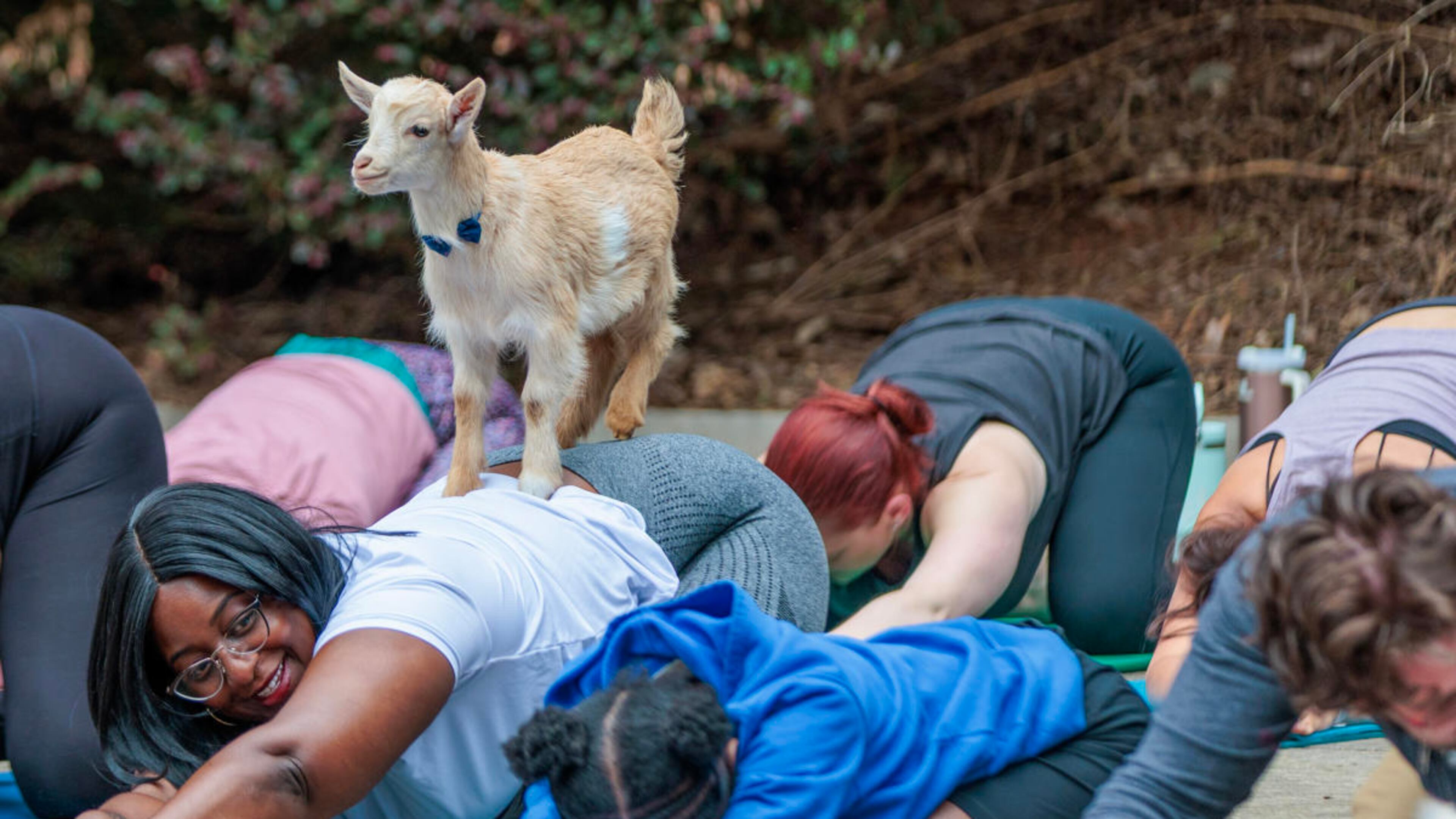 Strike a yoga pose with a friendly dwarf goat at the Pinckneyville Park Community Recreation Center on Saturday. (Courtesy of the Gwinnett County Convention and Visitors Bureau)