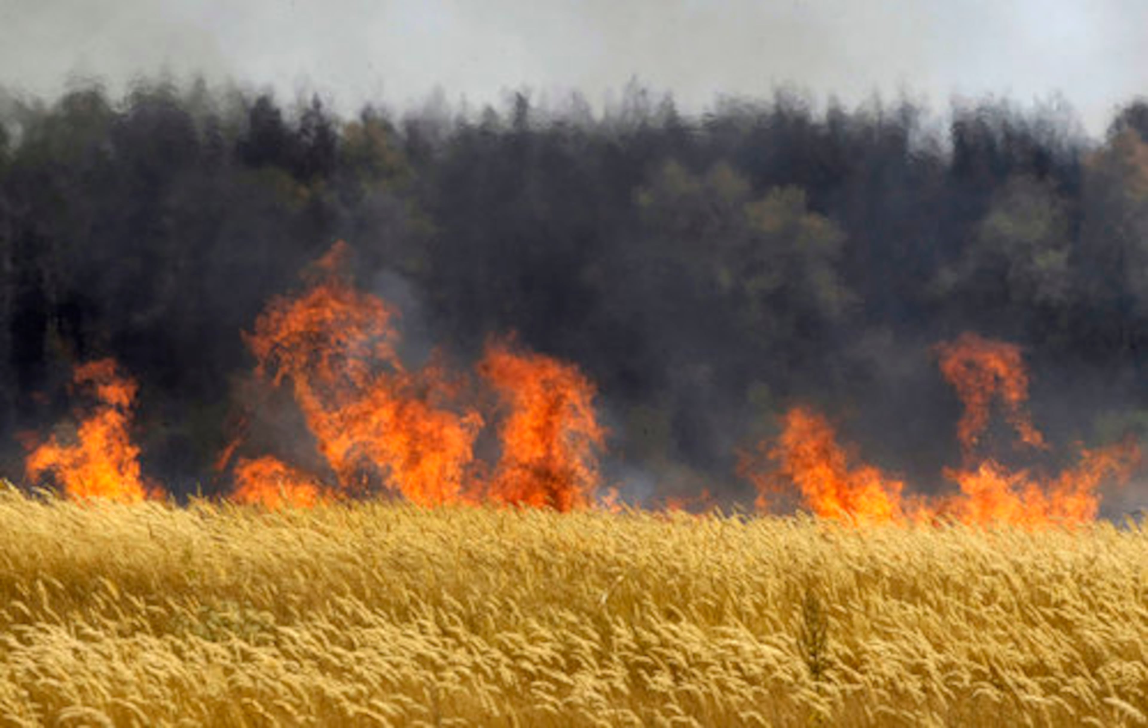 July 31, Voronezh, Russia - After weeks of searing heat and practically no rain. A severe drought destroyed one-fifth of the wheat crop in Russia, the world's third-largest exporter, and now wildfires are sweeping in to finish off some of the fields that remained. More than 50 people have died as result of the fires. Hundreds of forest and peat bog fires have ignited amid the country's most intense heat wave in 130 years of record-keeping.
