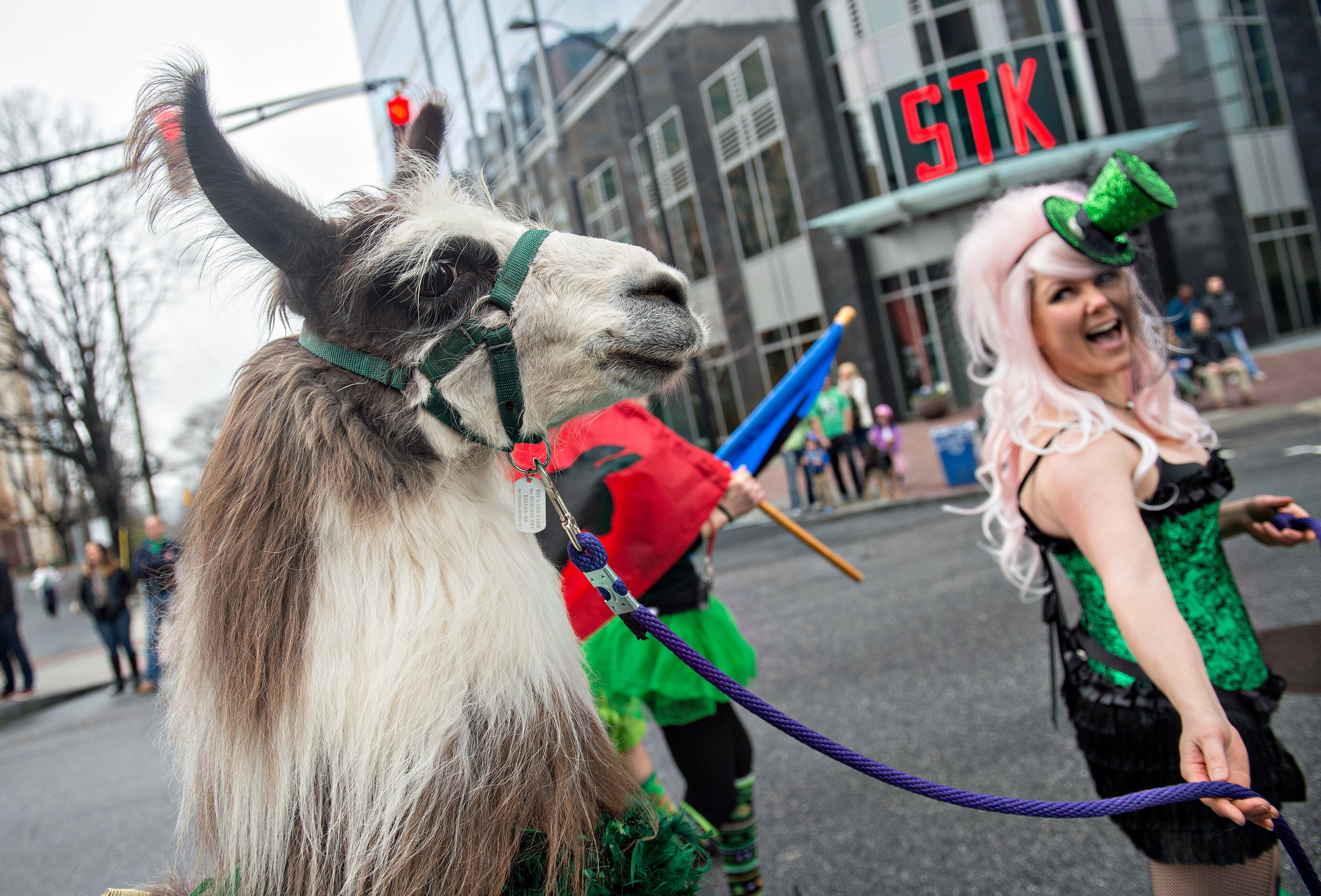 A llama named Tonka follows his owner Astrid Lyons down Peachtree Street during the 2015 Atlanta St. Patrick's Parade on Saturday, March 14, 2015. Thousands of people attend the parade which dates back to 1858. JONATHAN PHILLIPS / SPECIAL
