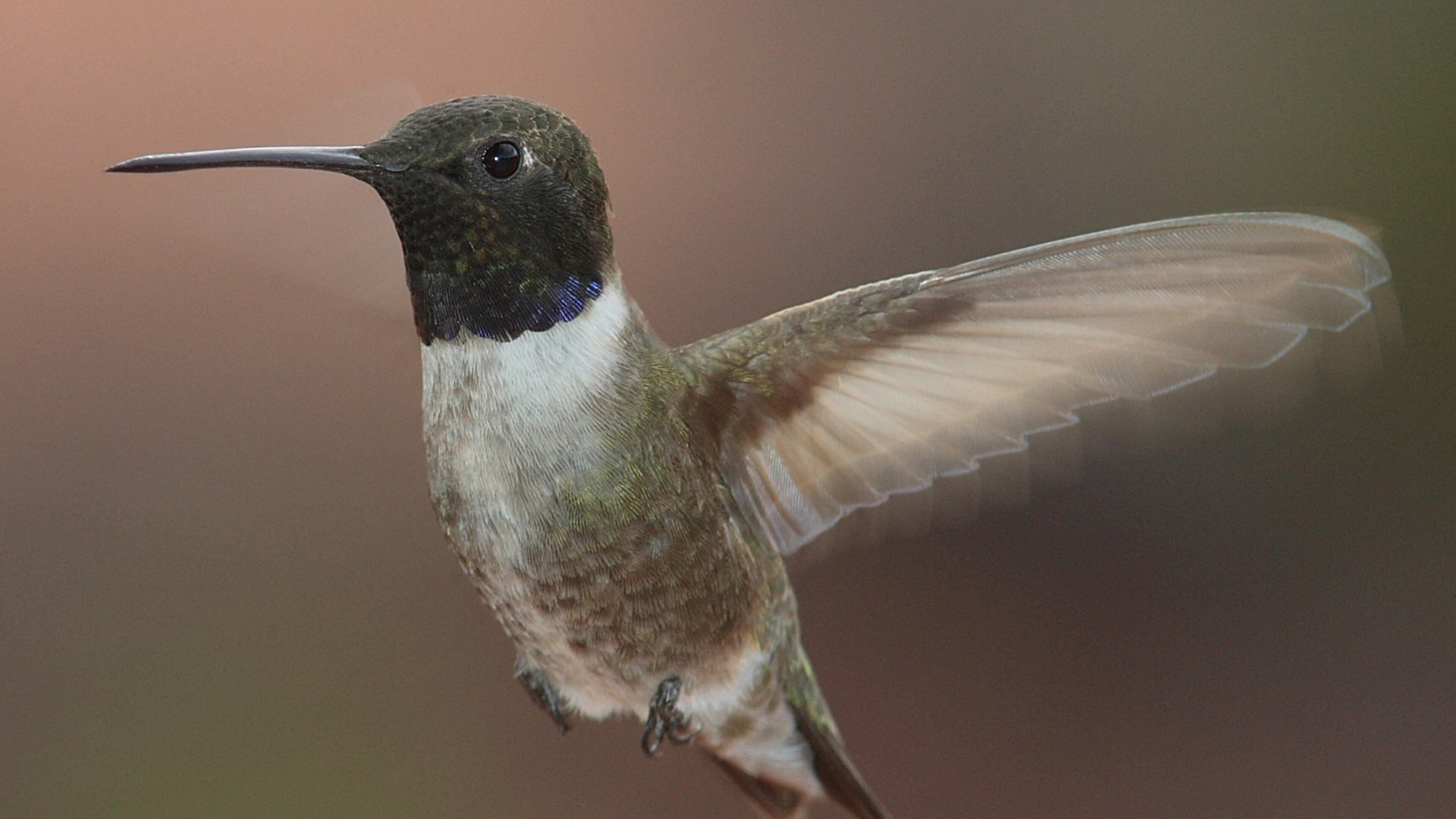 The black-chinned hummingbird (male shown here) is one of four nonnative hummingbird species that have appeared in Georgia so far this winter — in addition to the state's native ruby-throated hummingbird. (Courtesy of Mdf / Creative Commons)