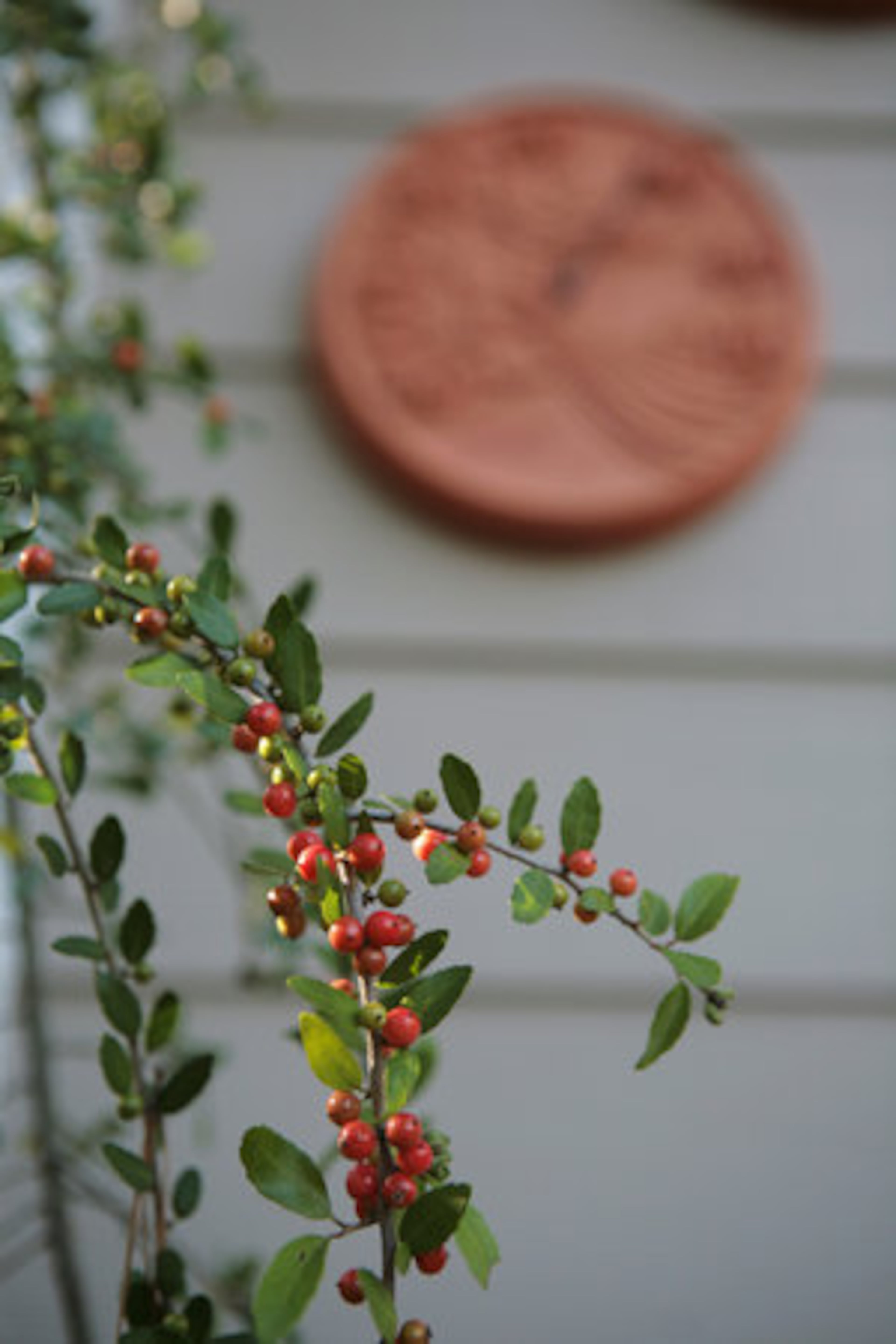Next to McCraw's potting shed, a Deodora cedar bursts with red berries. McCraw added the potting shed and nearby playhouse for her daughters a few years ago. The playhouse is wired for electricity and a telephone line, a fun retreat for her girls while she gardens.
