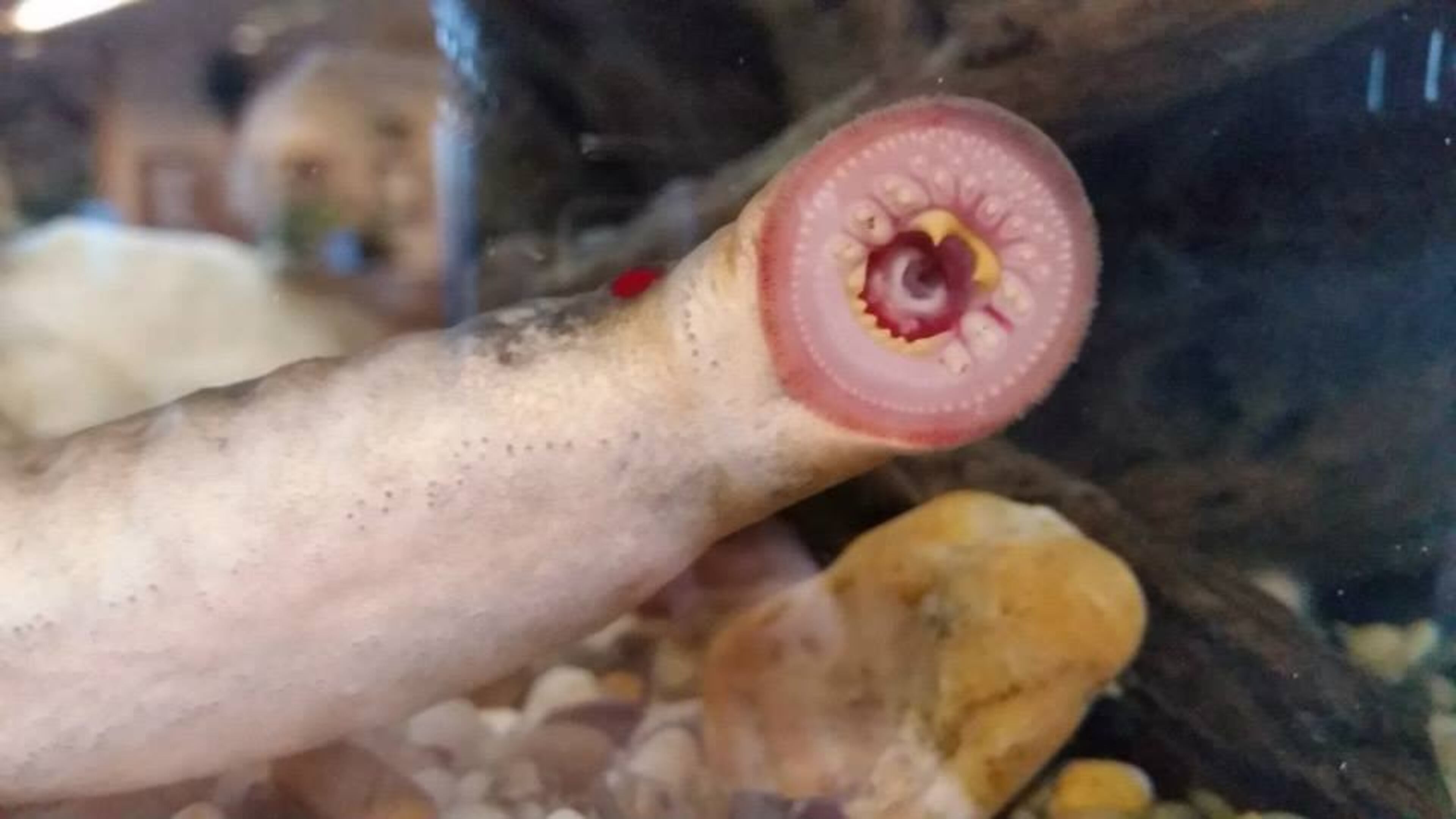 The Alaska Department of Fish and Game (ADF&G), in Fairbanks, received calls about scary-looking fish found in strange locations in early June 2015. The creatures are called arctic lamprey. (Photo: Alaska Department of Fish and Game)