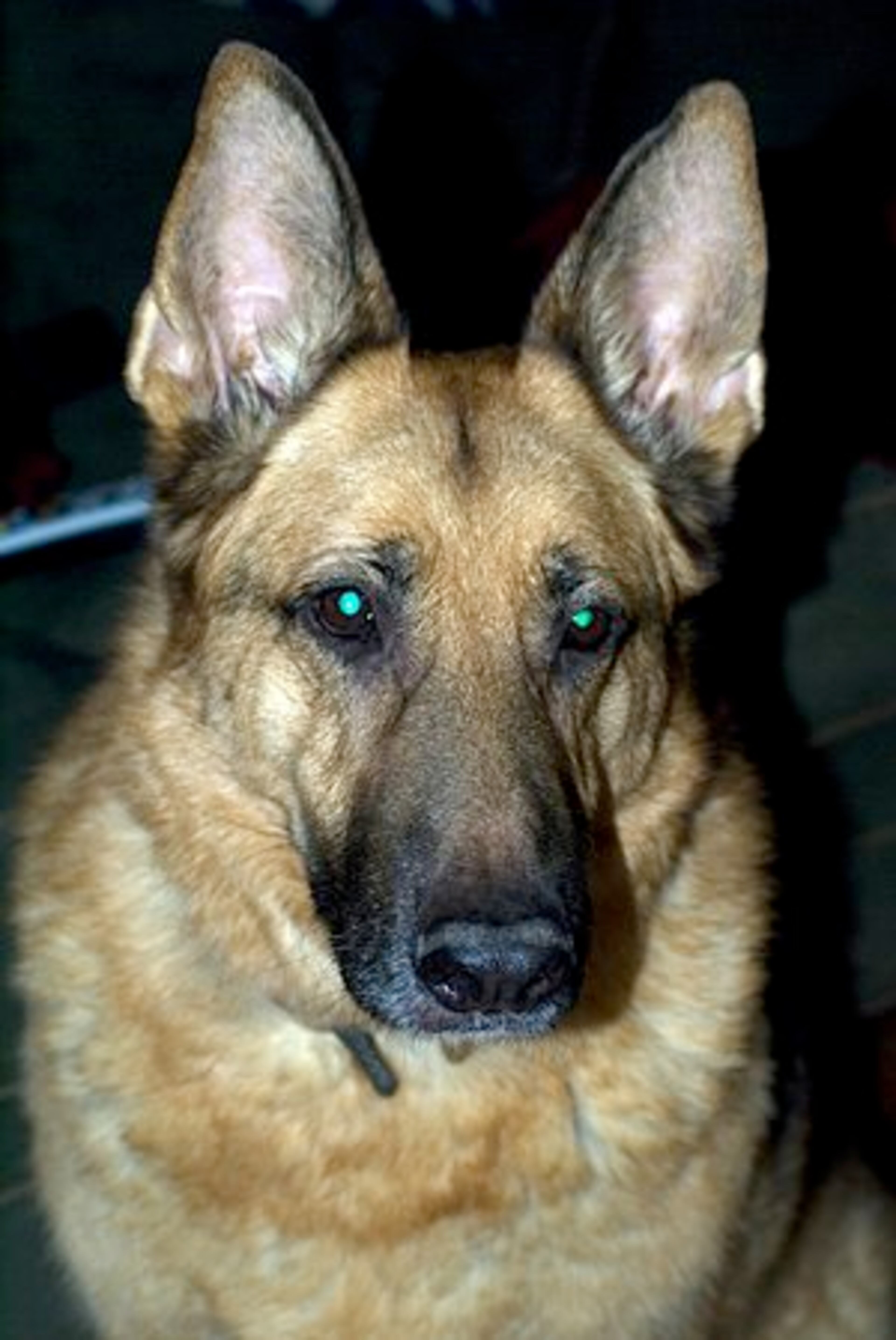 Echo, 8, is ready for his close up!