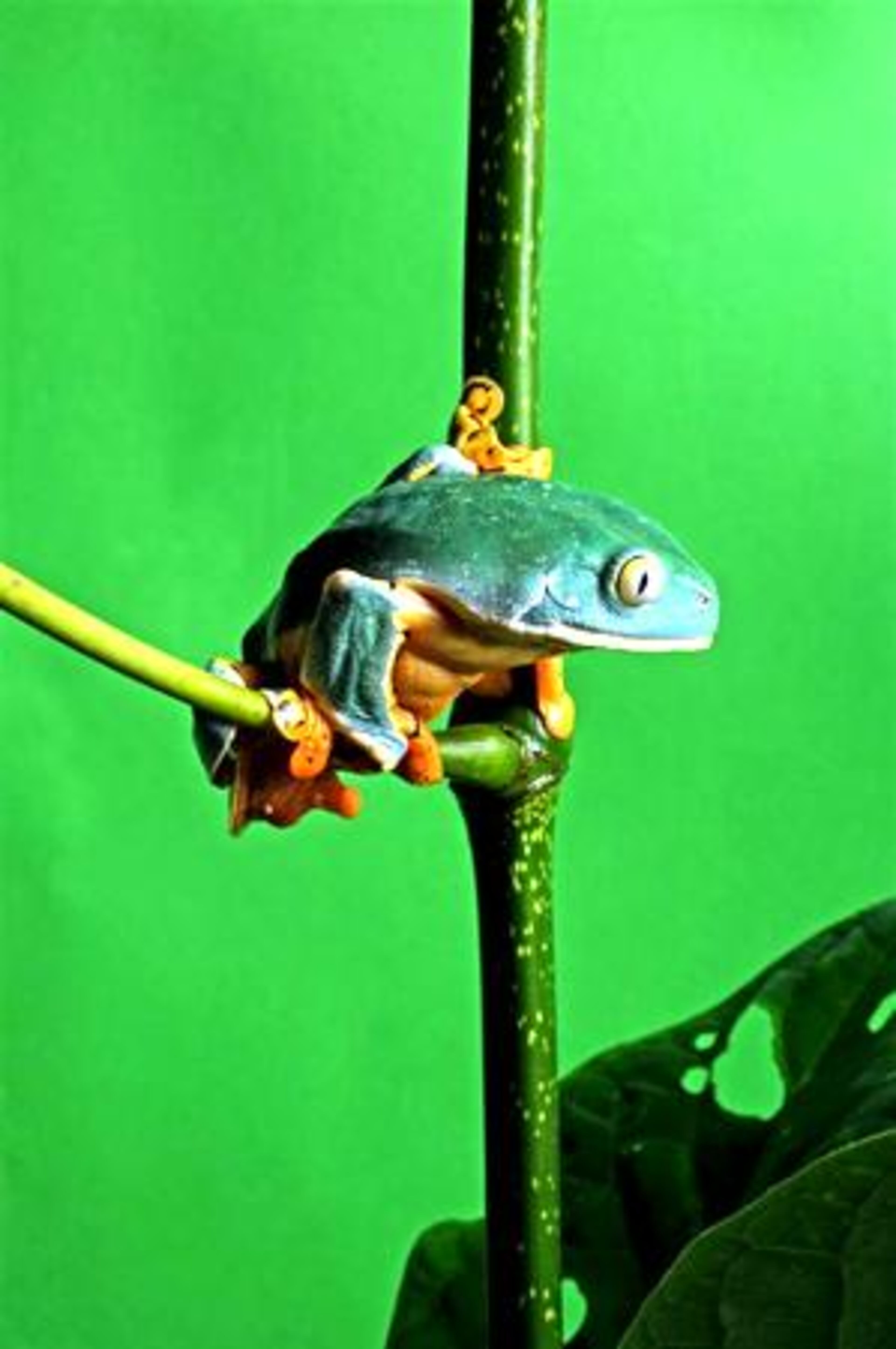 Splendid Leaf Frog