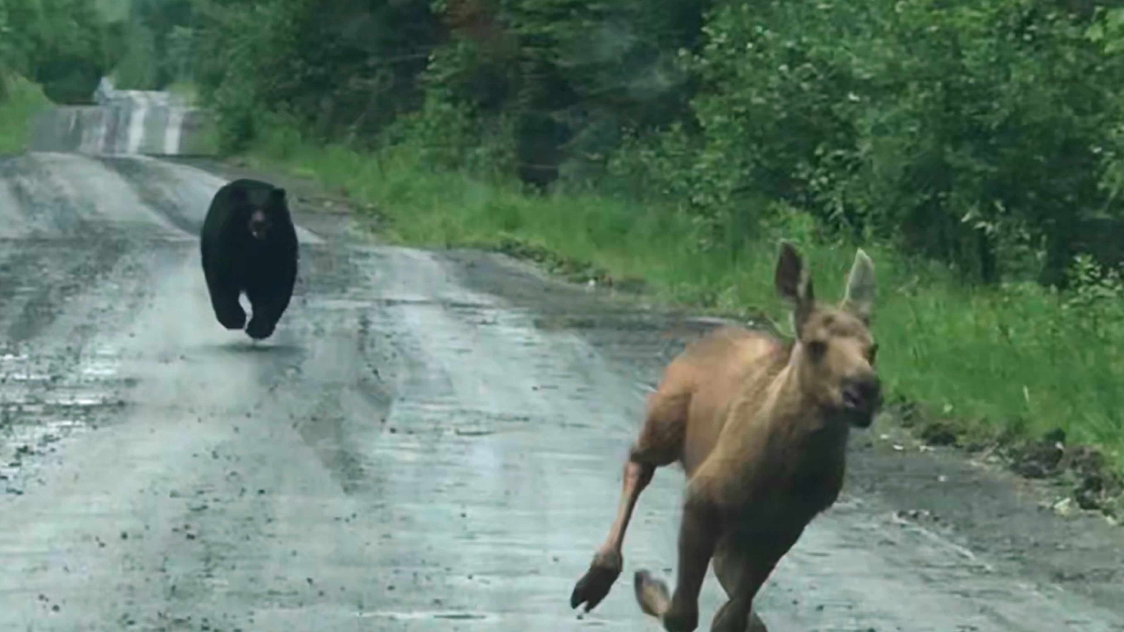In this photo provided by Elvia J. Malcolm, a bear chases a moose calf in Telos Township, Maine, on Saturday, June 20, 2026. (Elvia J. Malcolm via AP)
