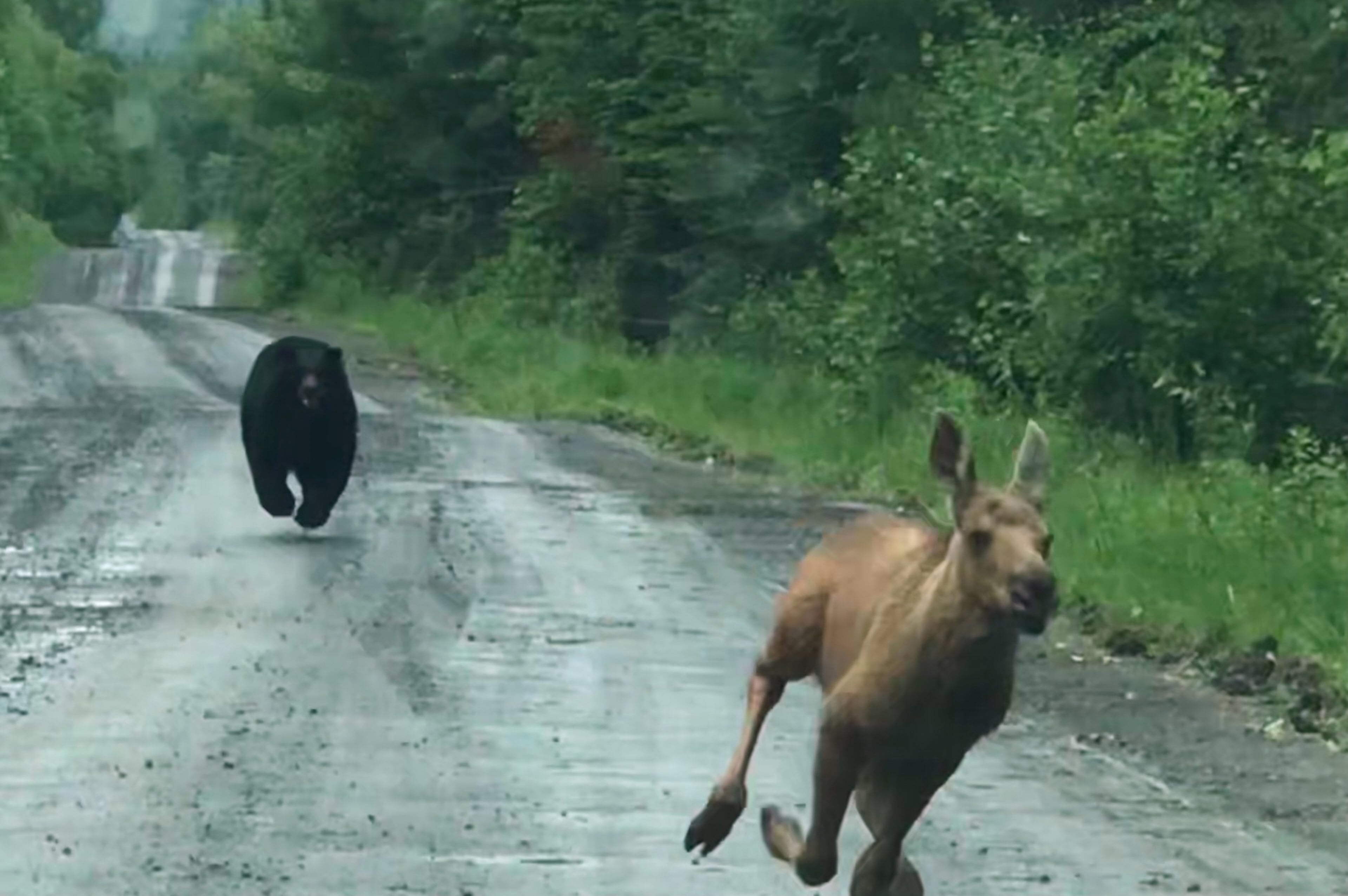 Bear Chases Moose