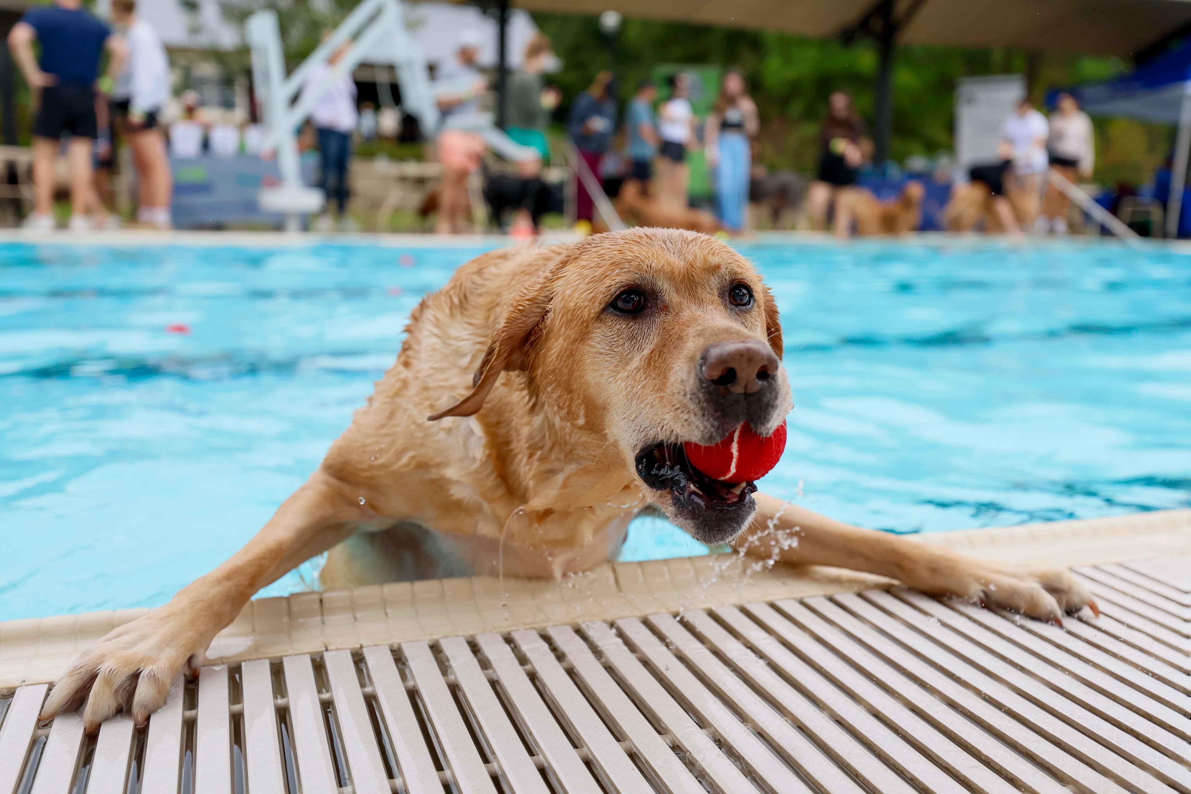 Molly tries to get out of the pool to find her owner during the Splish Splash Doggie Bash at Piedmont Park on Sunday, Oct. 5, 2025. The proceeds support Piedmont Park Dog Parks. (Miguel Martinez/AJC)
